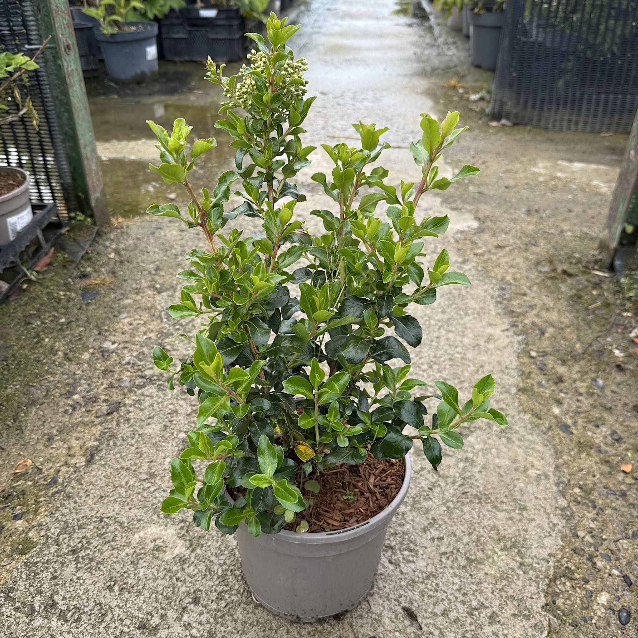 Escallonia ‘Iveyi'