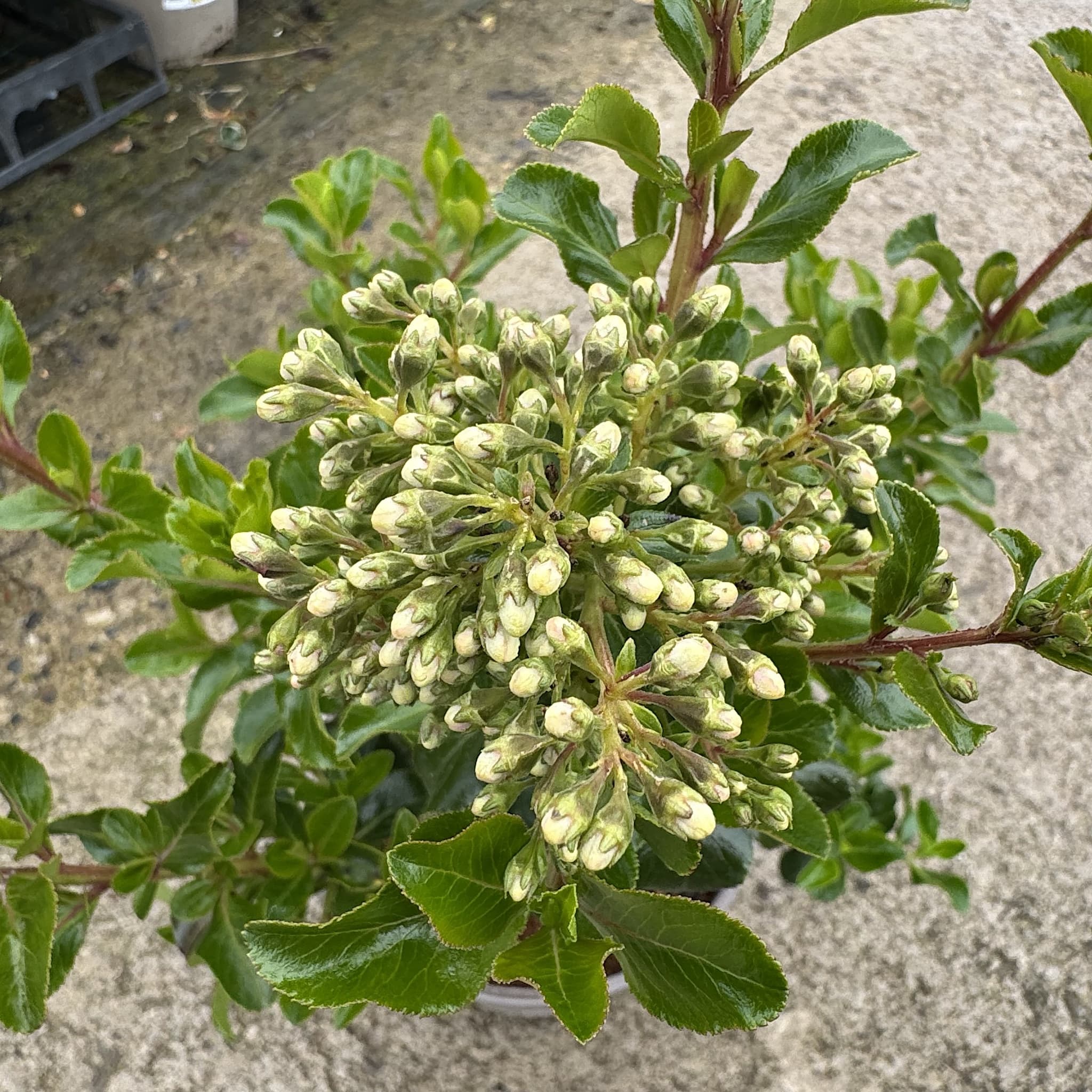 Escallonia ‘Iveyi'