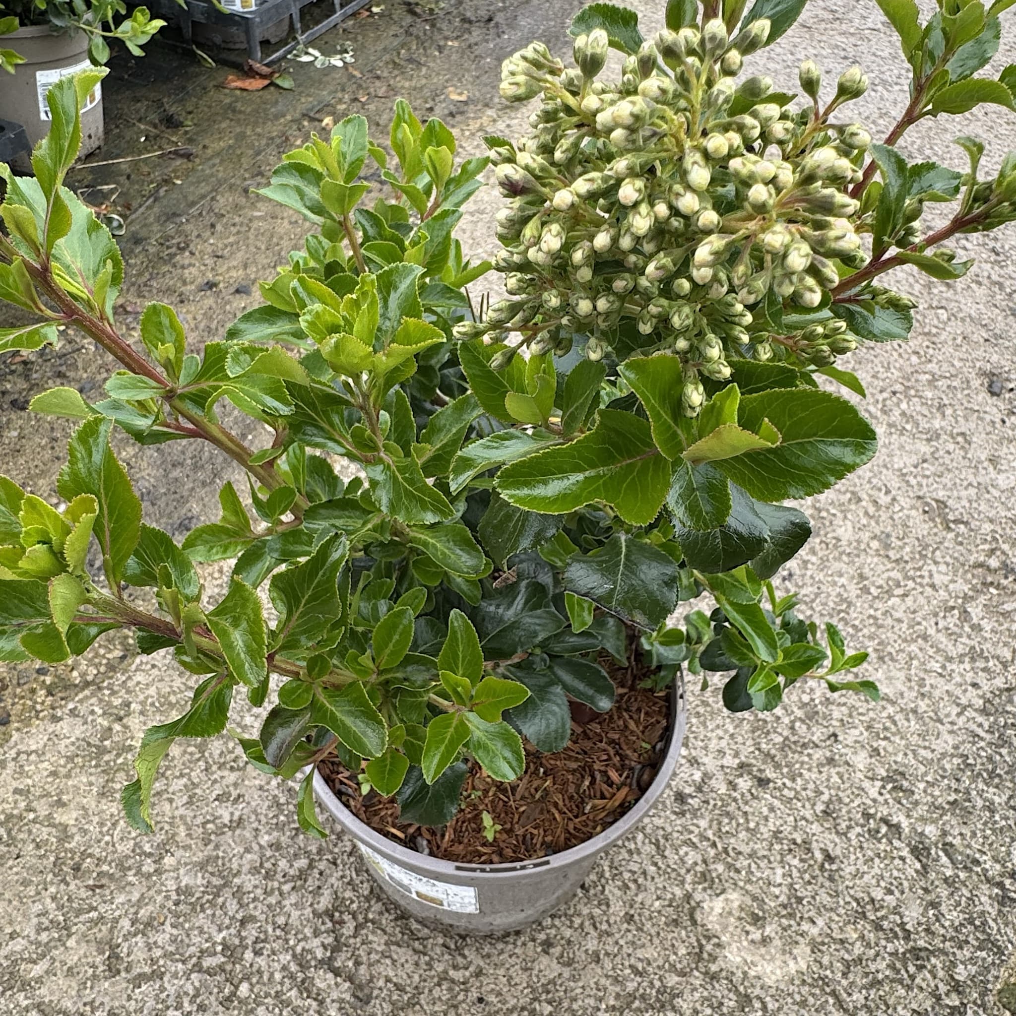 Escallonia ‘Iveyi'