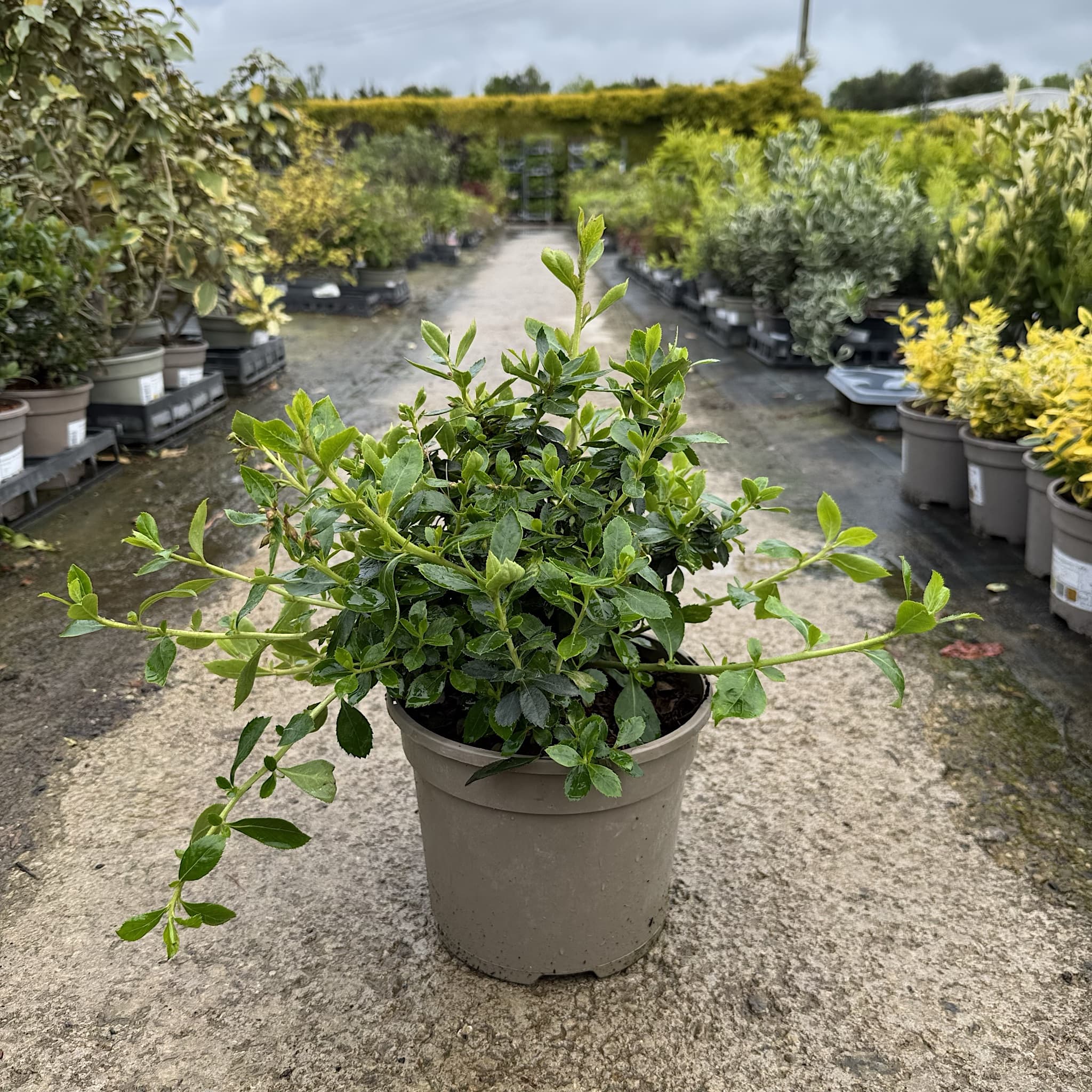 Escallonia rubra 'Macrantha'