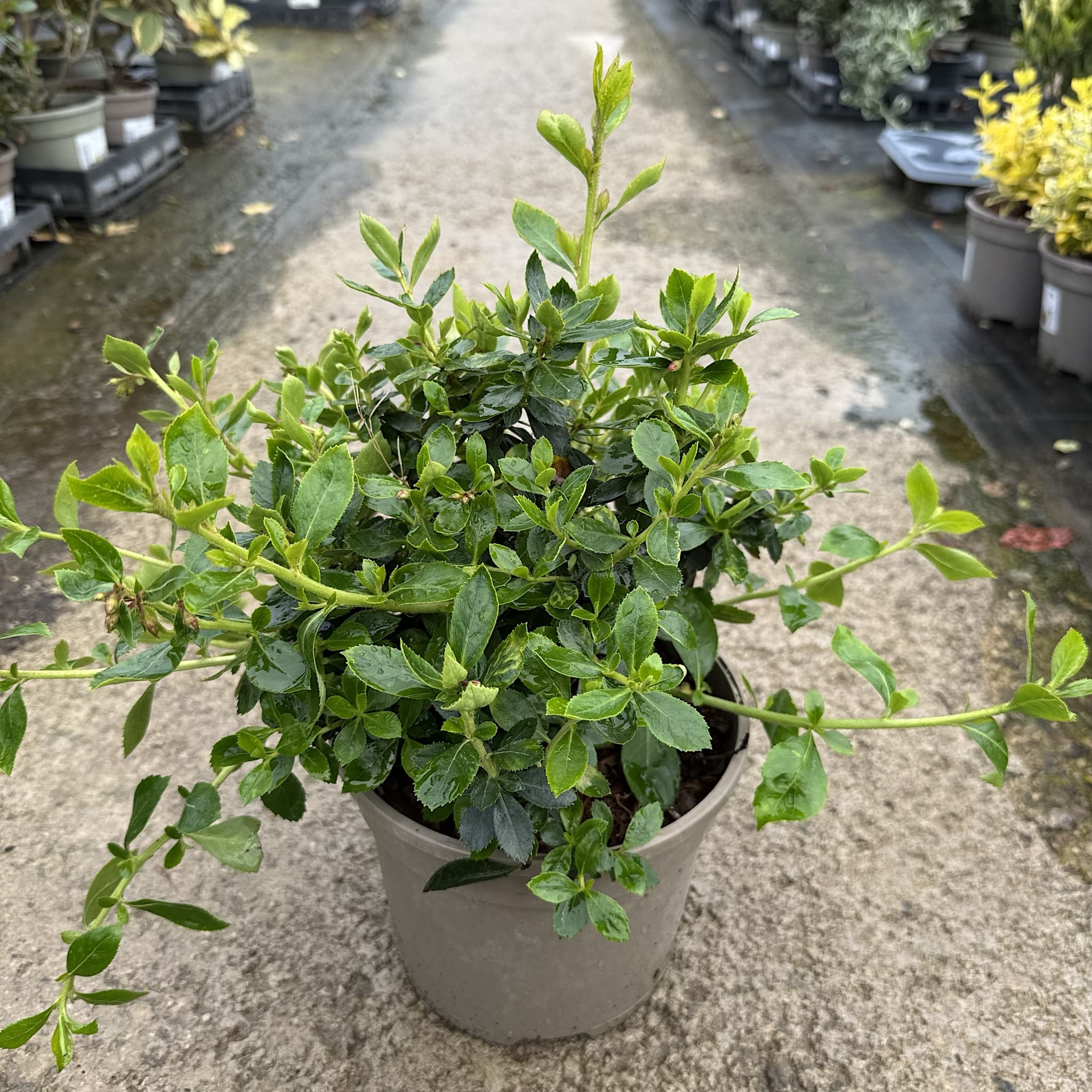 Escallonia rubra 'Macrantha'