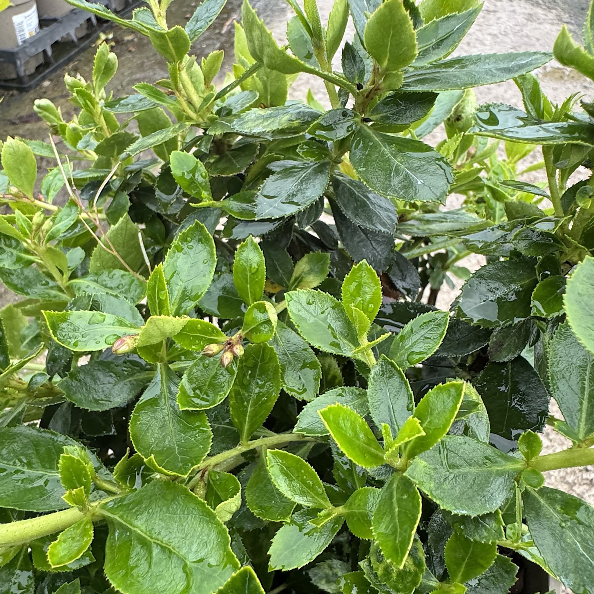 Escallonia rubra 'Macrantha'