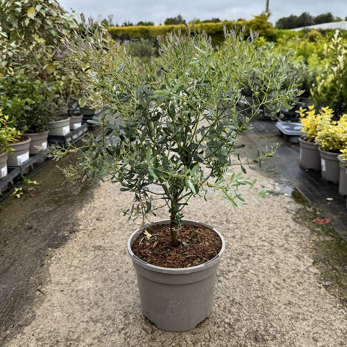 Eucalyptus gunnii 'France Bleu'