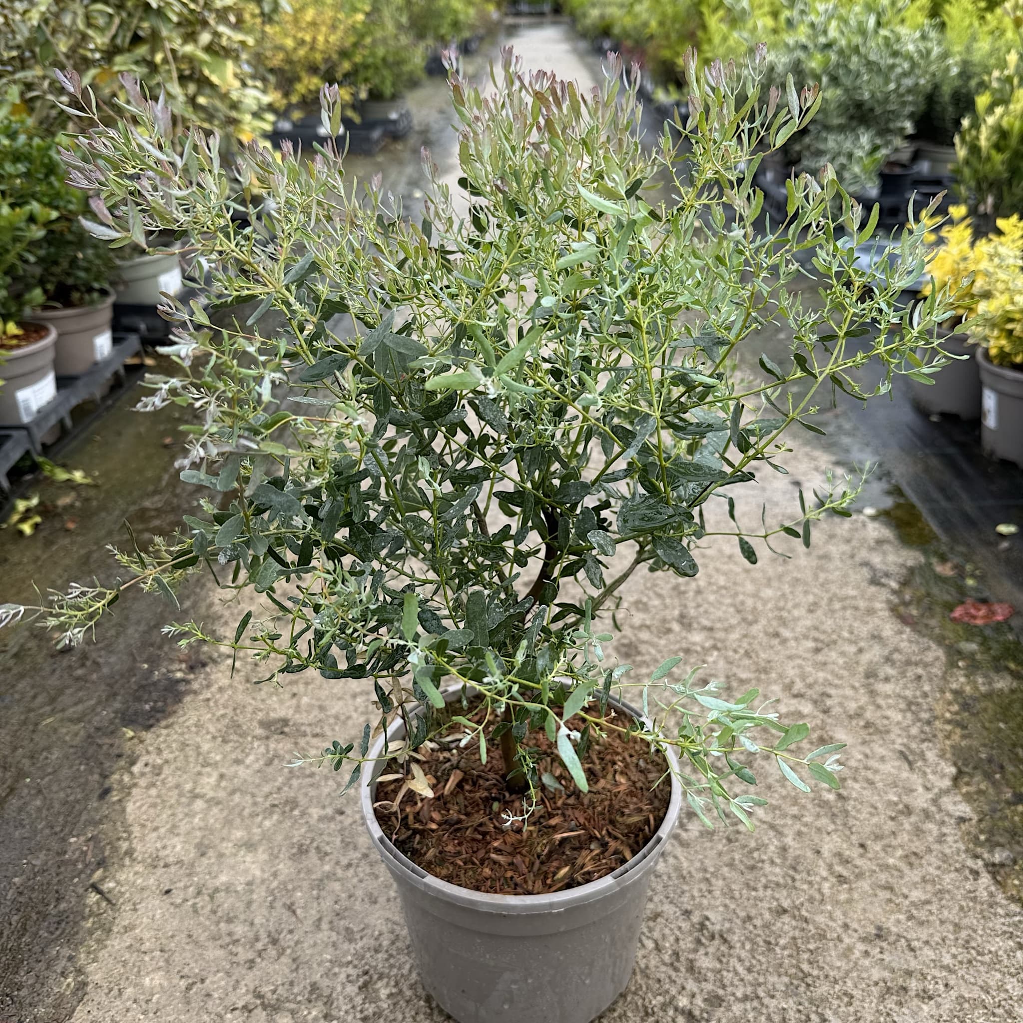 Eucalyptus gunnii 'France Bleu'