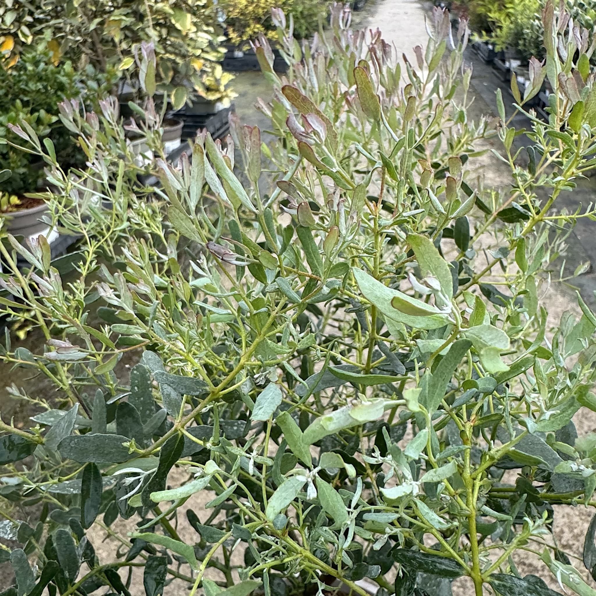Eucalyptus gunnii 'France Bleu'