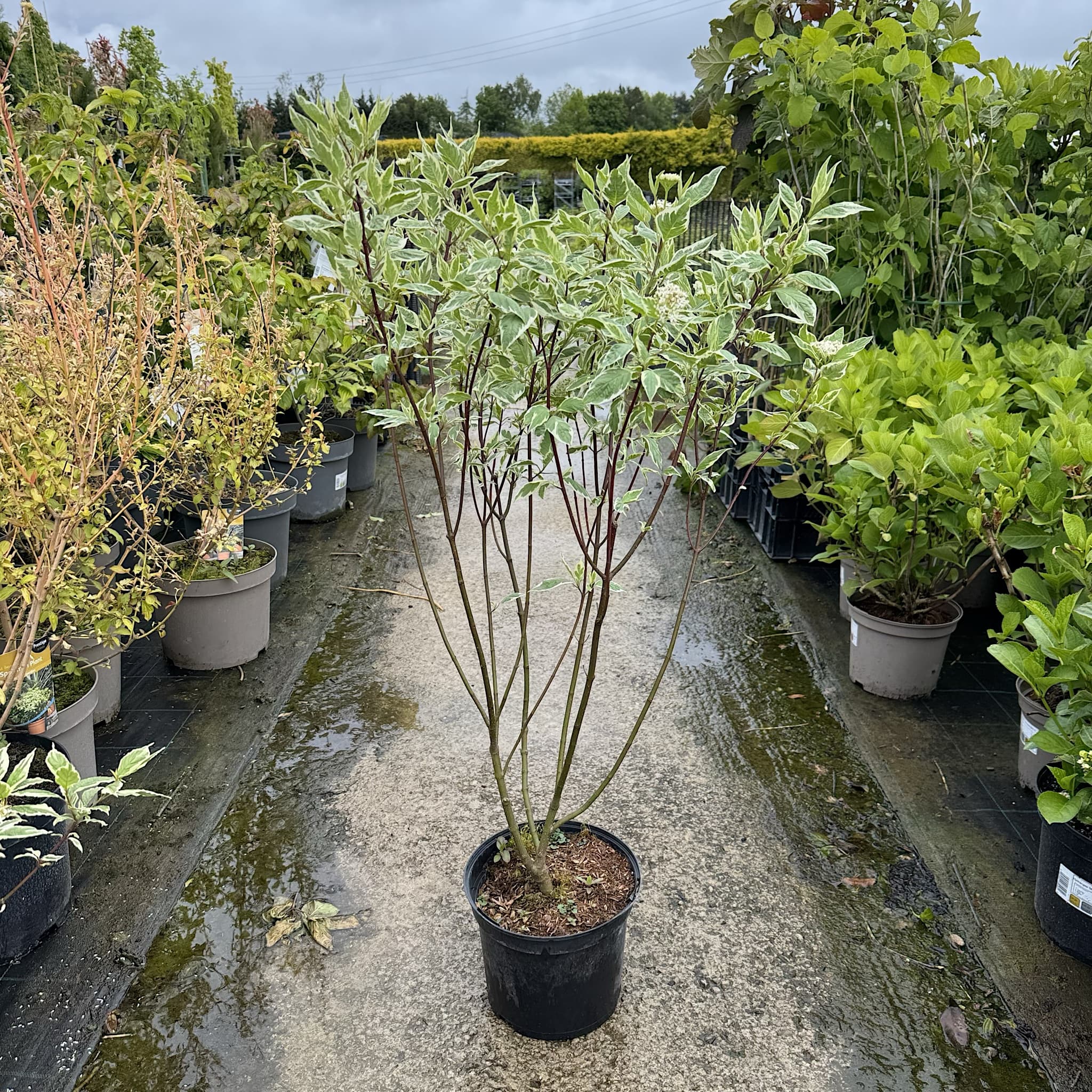 Cornus alba 'Elegantissima'
