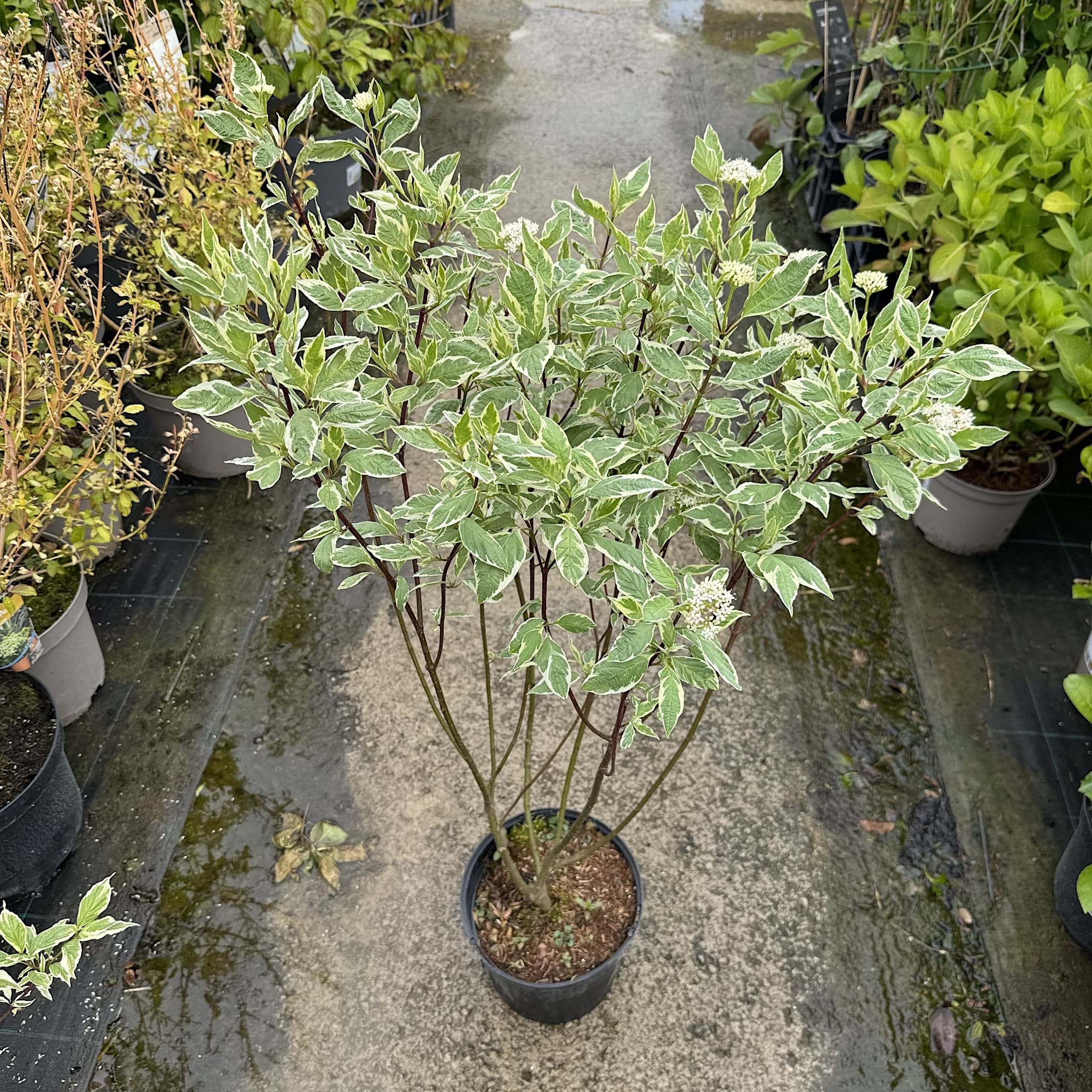 Cornus alba 'Elegantissima'