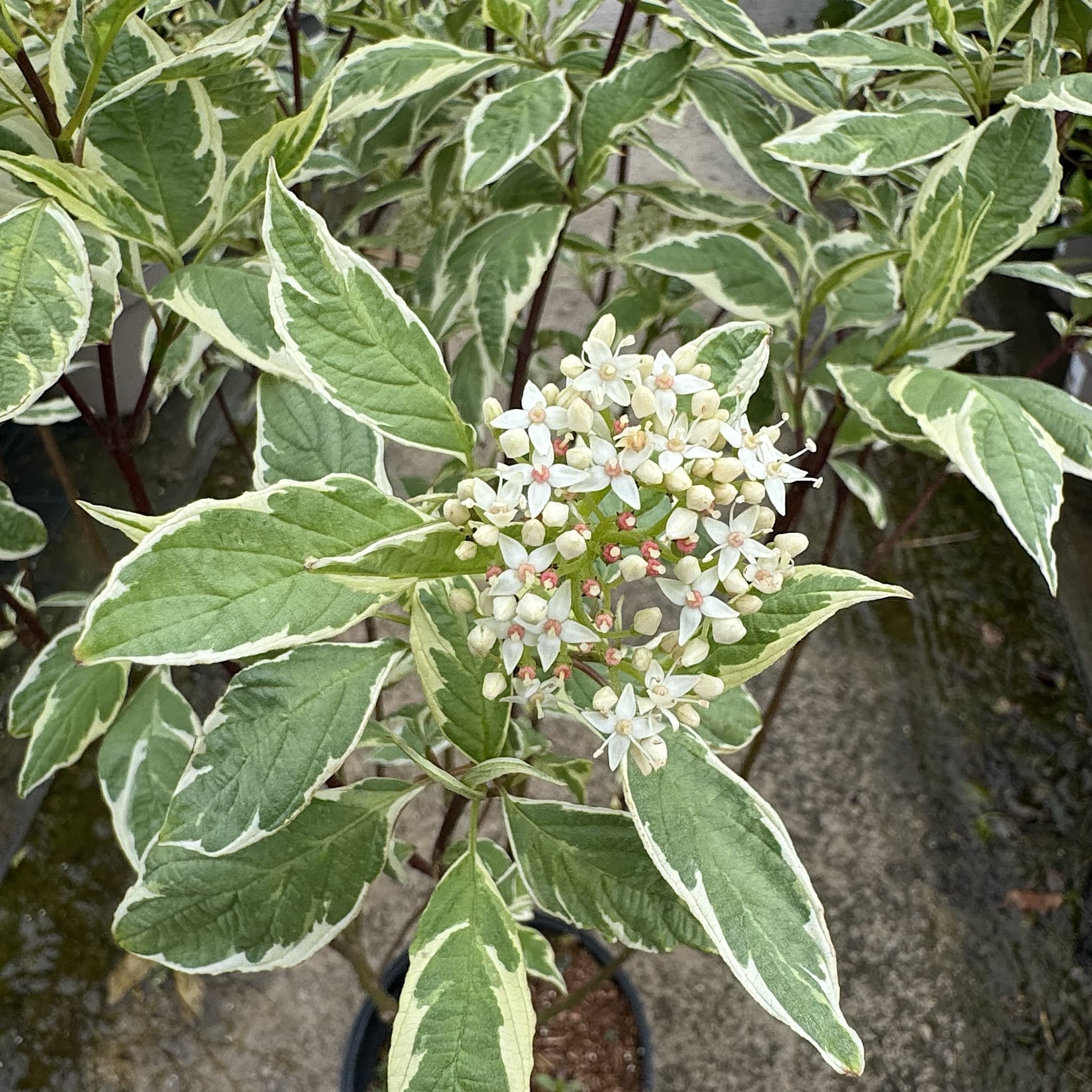 Cornus alba 'Elegantissima'