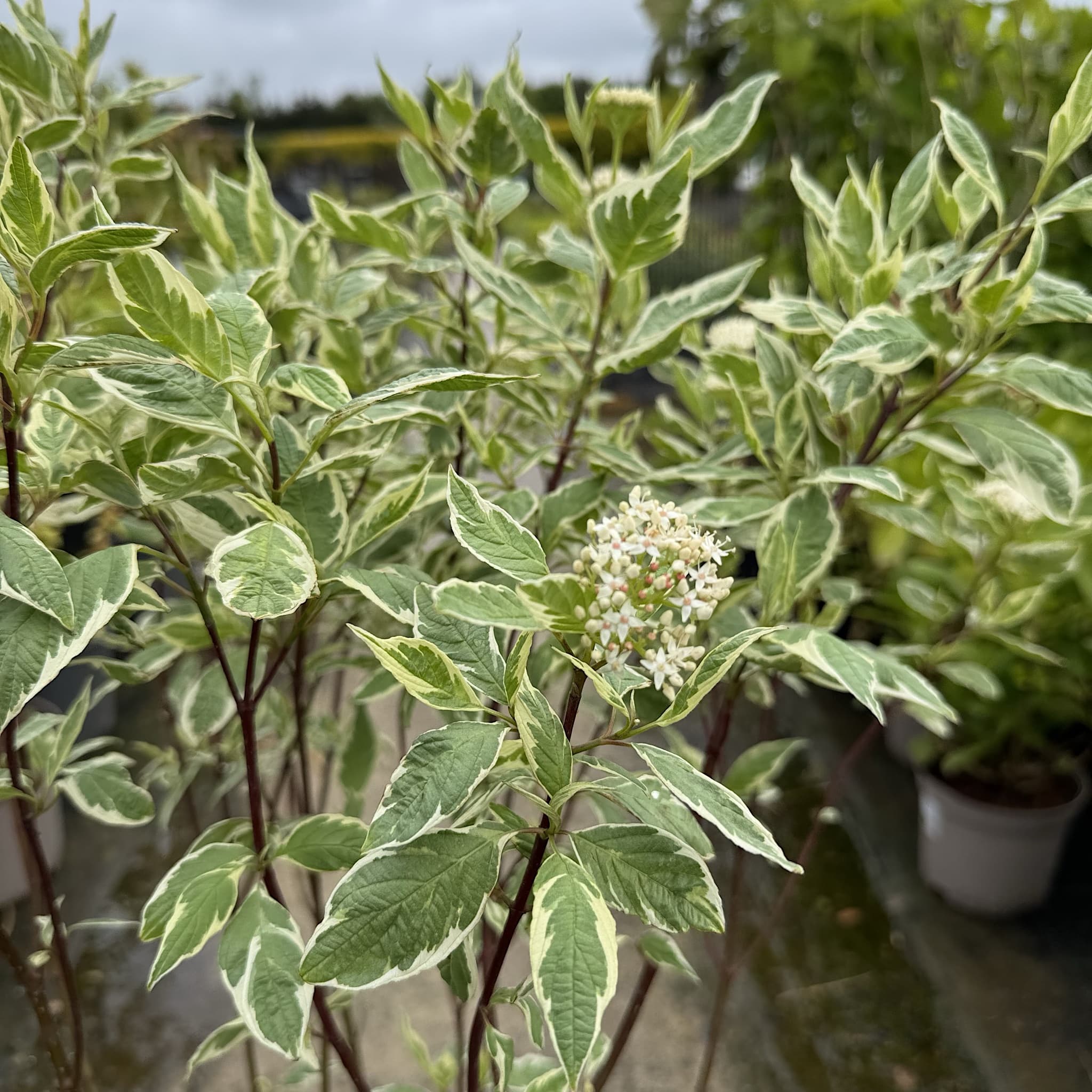 Cornus alba 'Elegantissima'