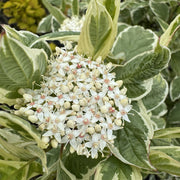 Cornus alba 'Elegantissima'