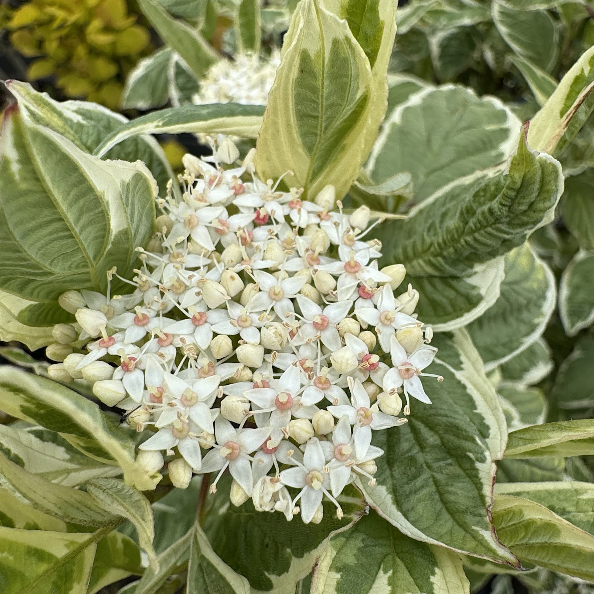 Cornus alba 'Elegantissima'