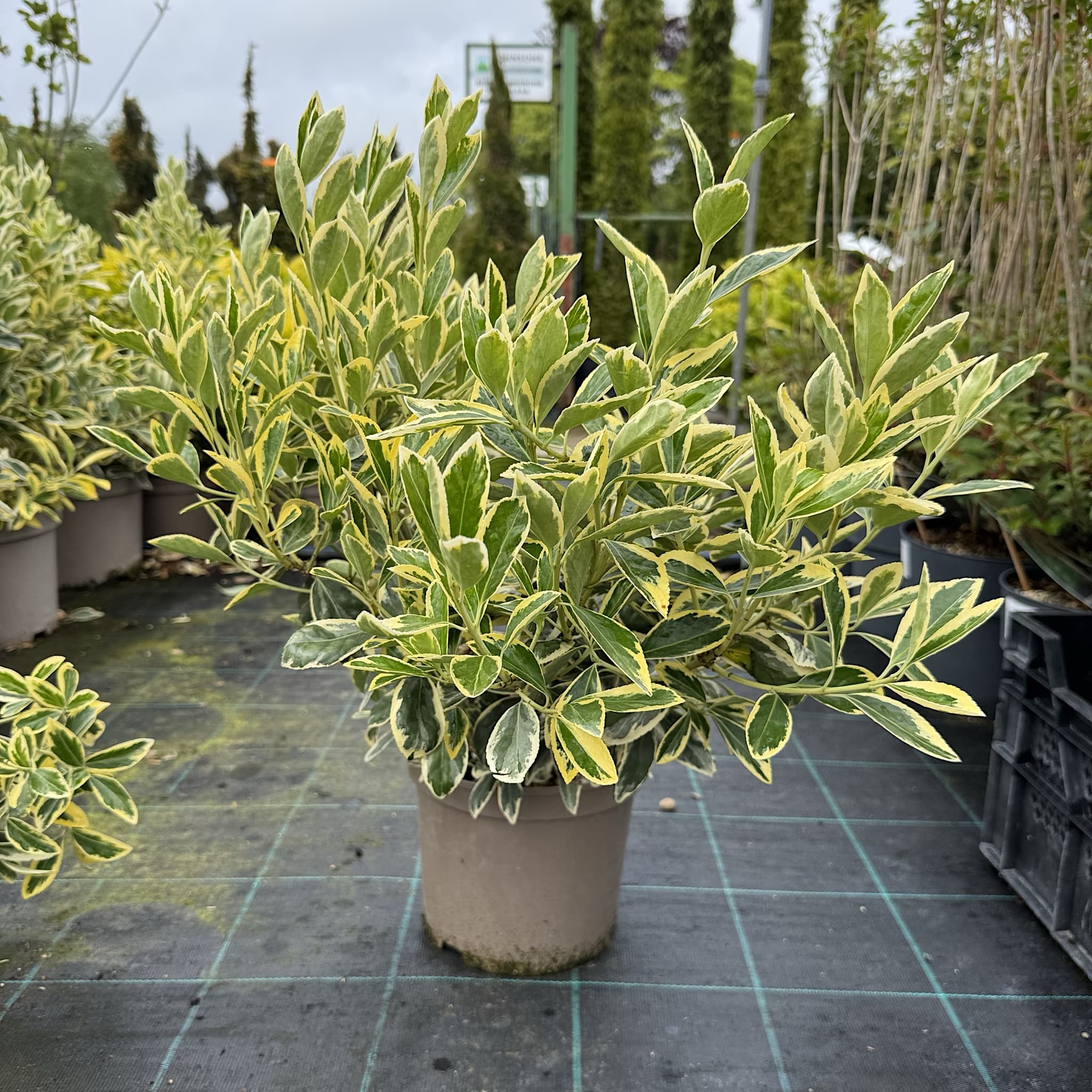 Euonymus japonicus 'Bravo'