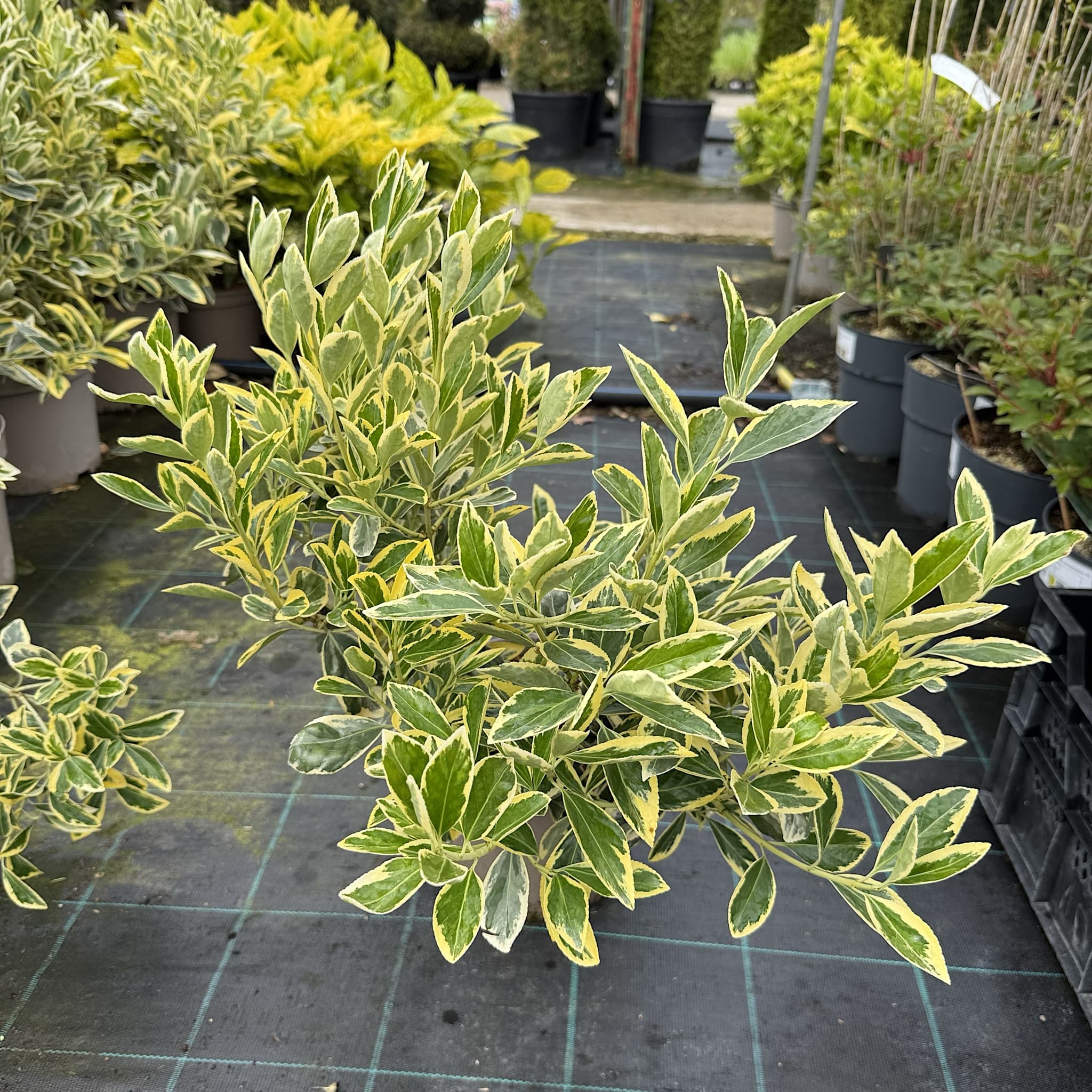 Euonymus japonicus 'Bravo'