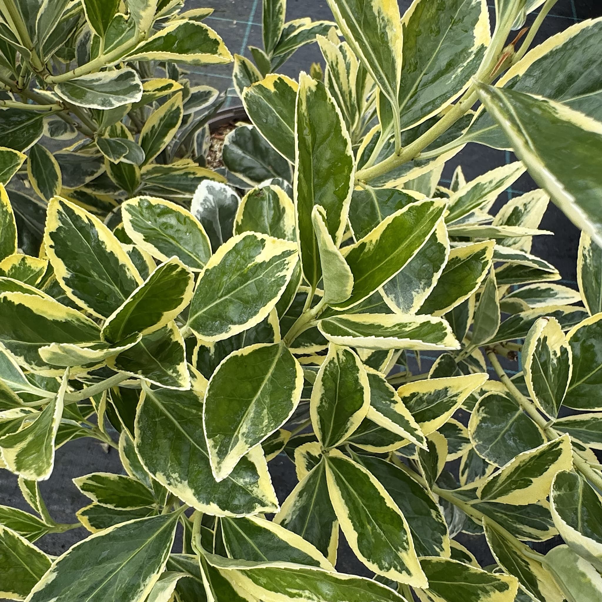 Euonymus japonicus 'Bravo'