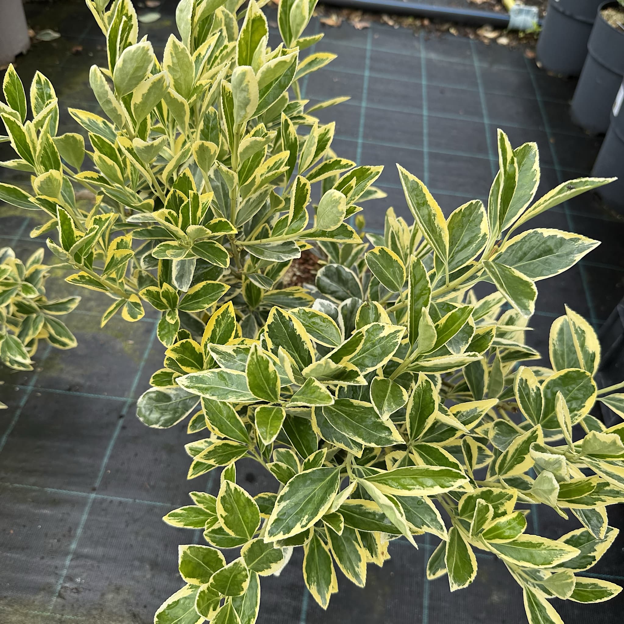 Euonymus japonicus 'Bravo'