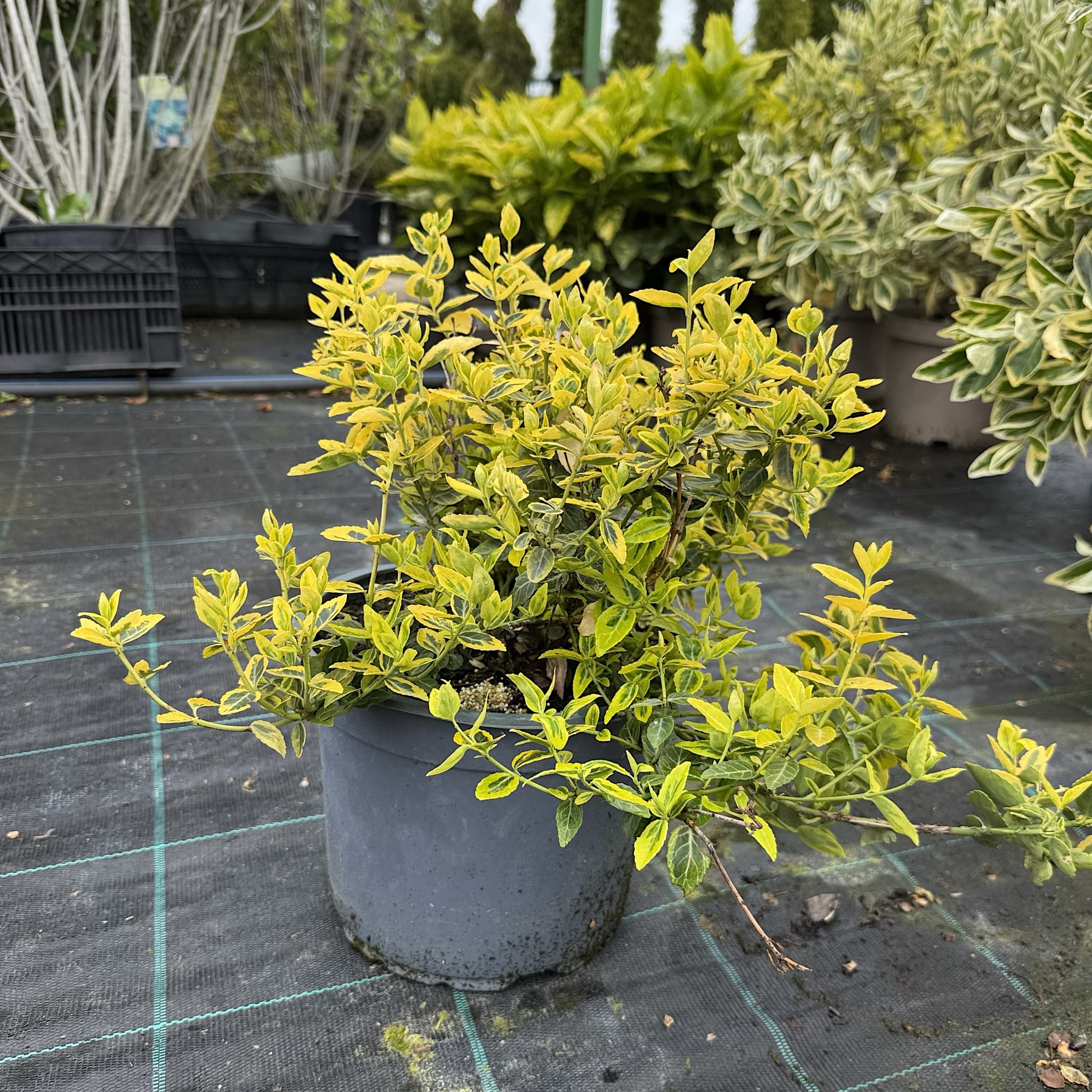 Euonymus fort. 'Emerald 'n' Gold'