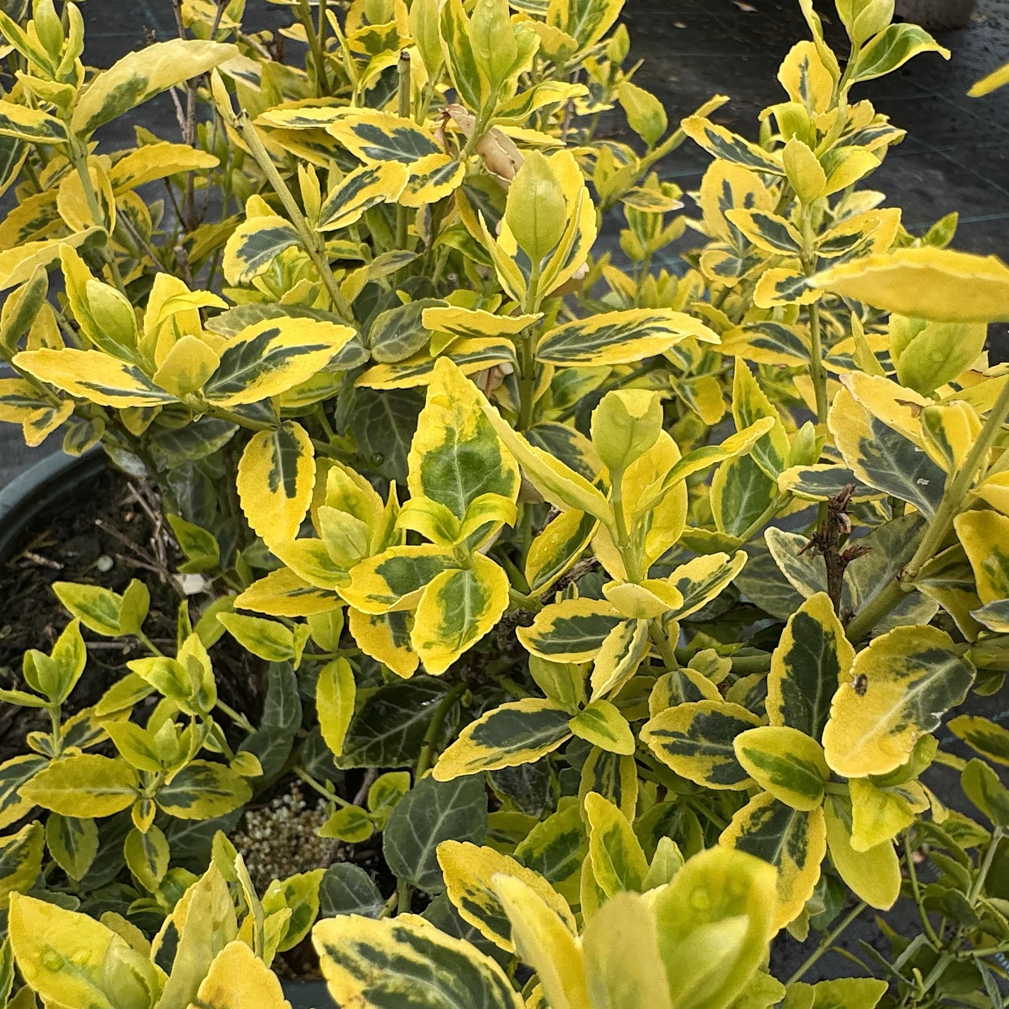 Euonymus fort. 'Emerald 'n' Gold'