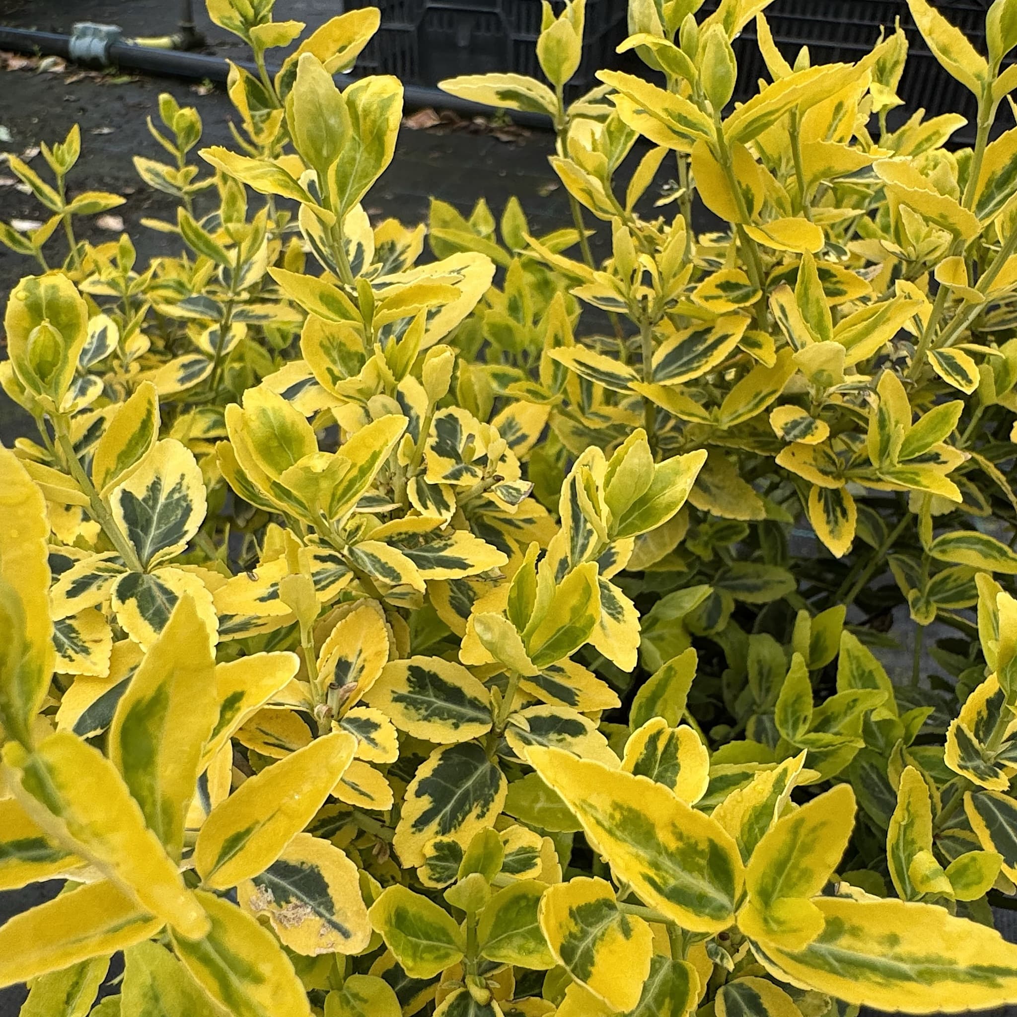 Euonymus fort. 'Emerald 'n' Gold'