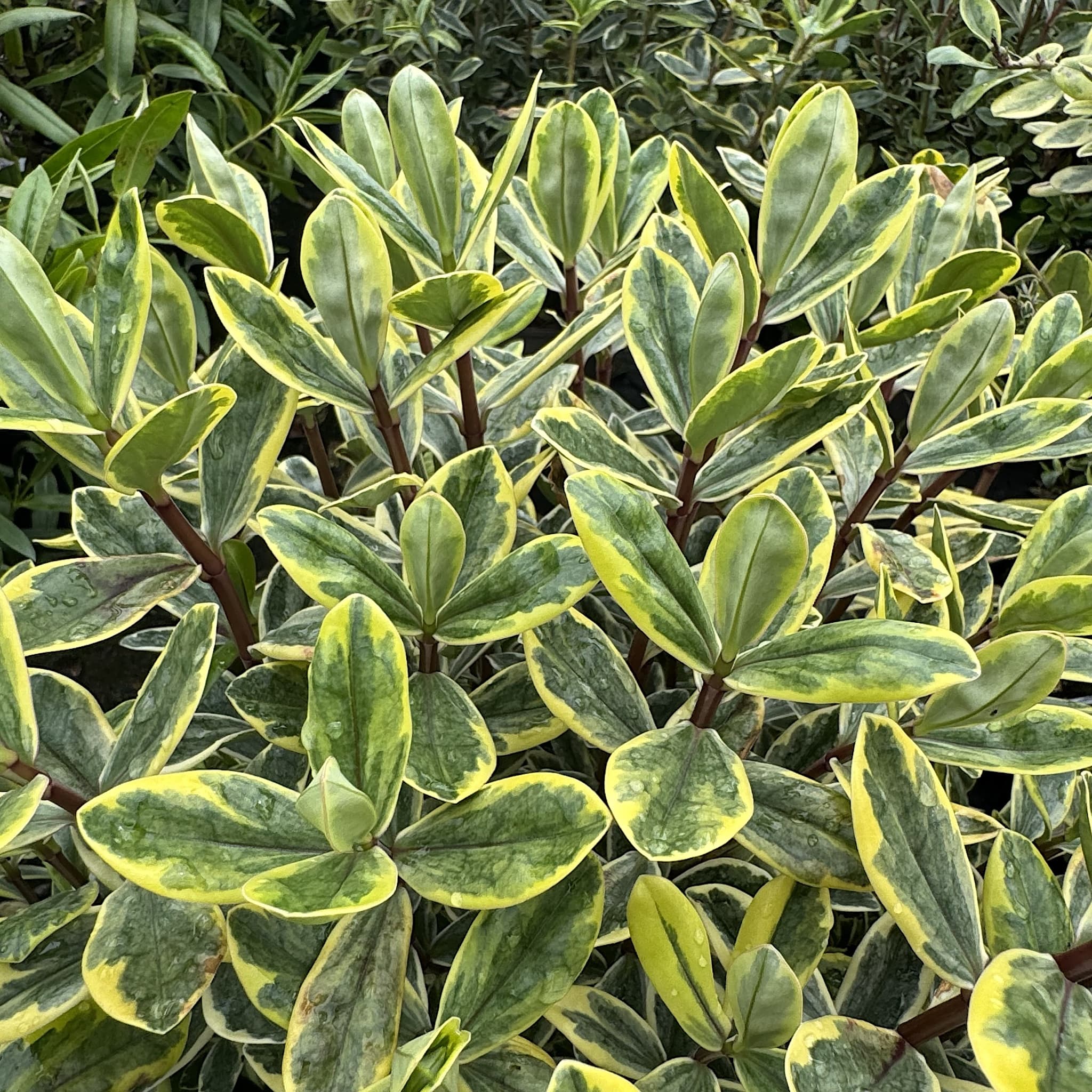 Hebe 'Lime Zest'