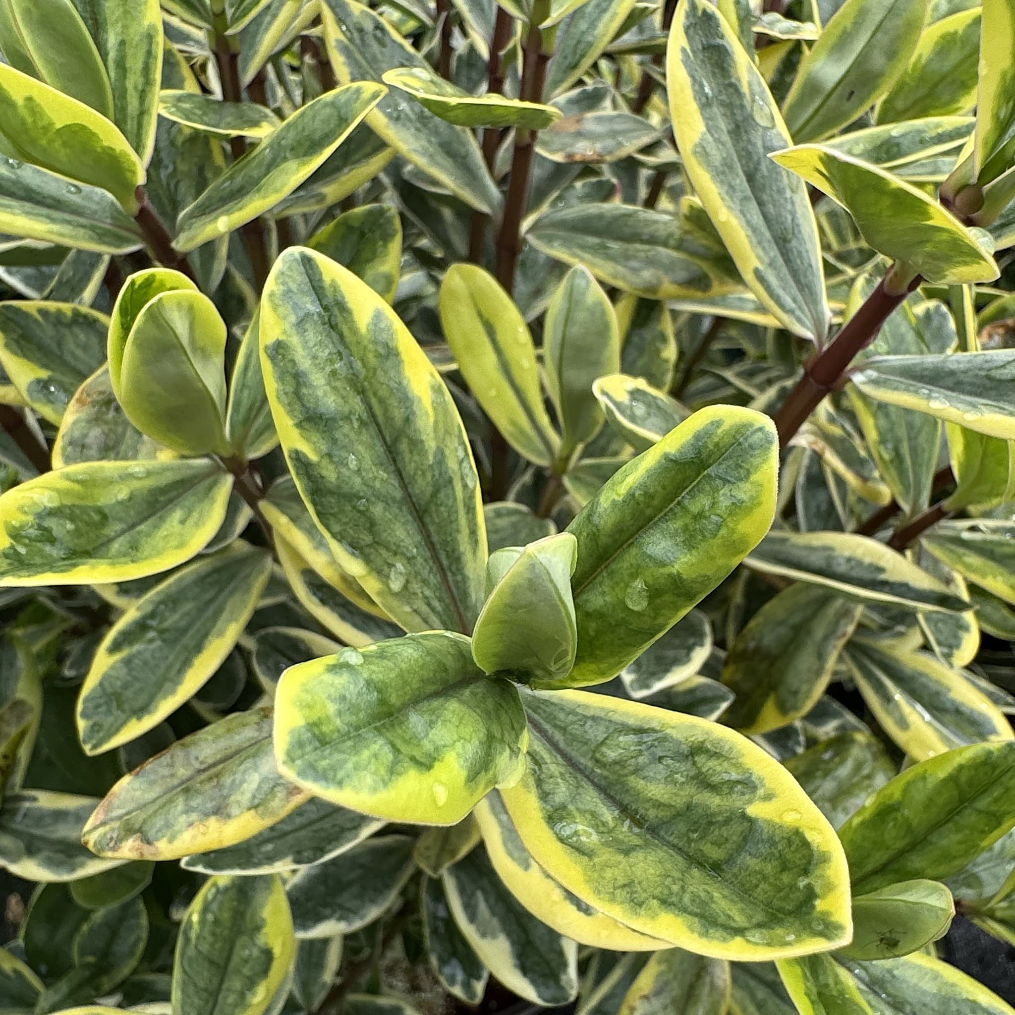 Hebe 'Lime Zest'