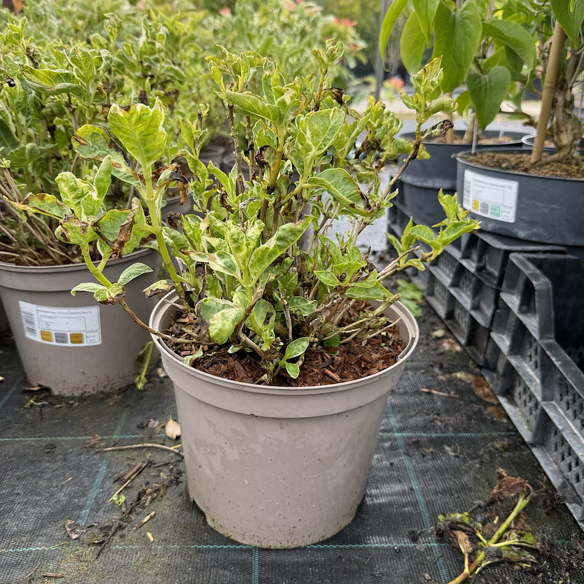 Hydrangea macr. 'Ankong Character Blue'
