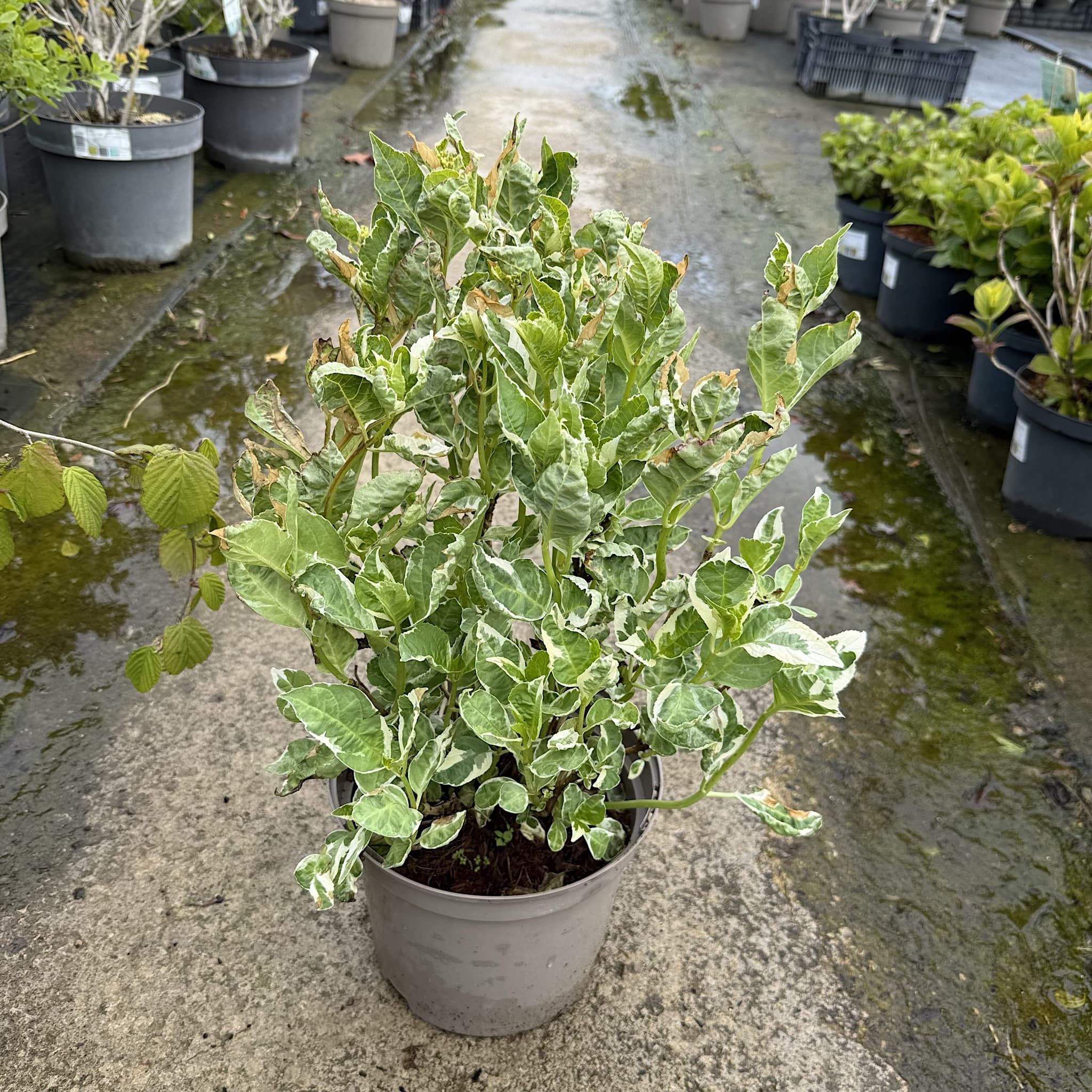 Hydrangea macr. 'Ankong Character Pink'
