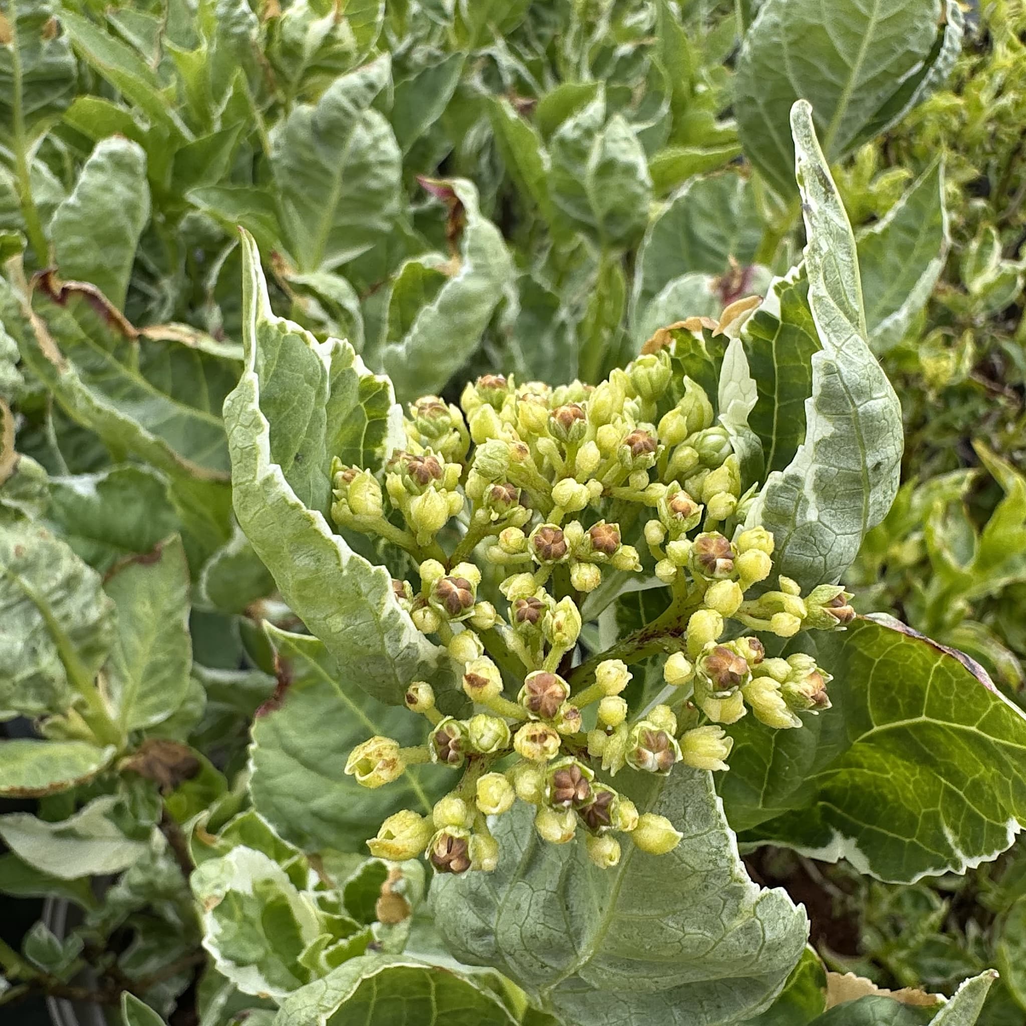Hydrangea macr. 'Ankong Character Pink'
