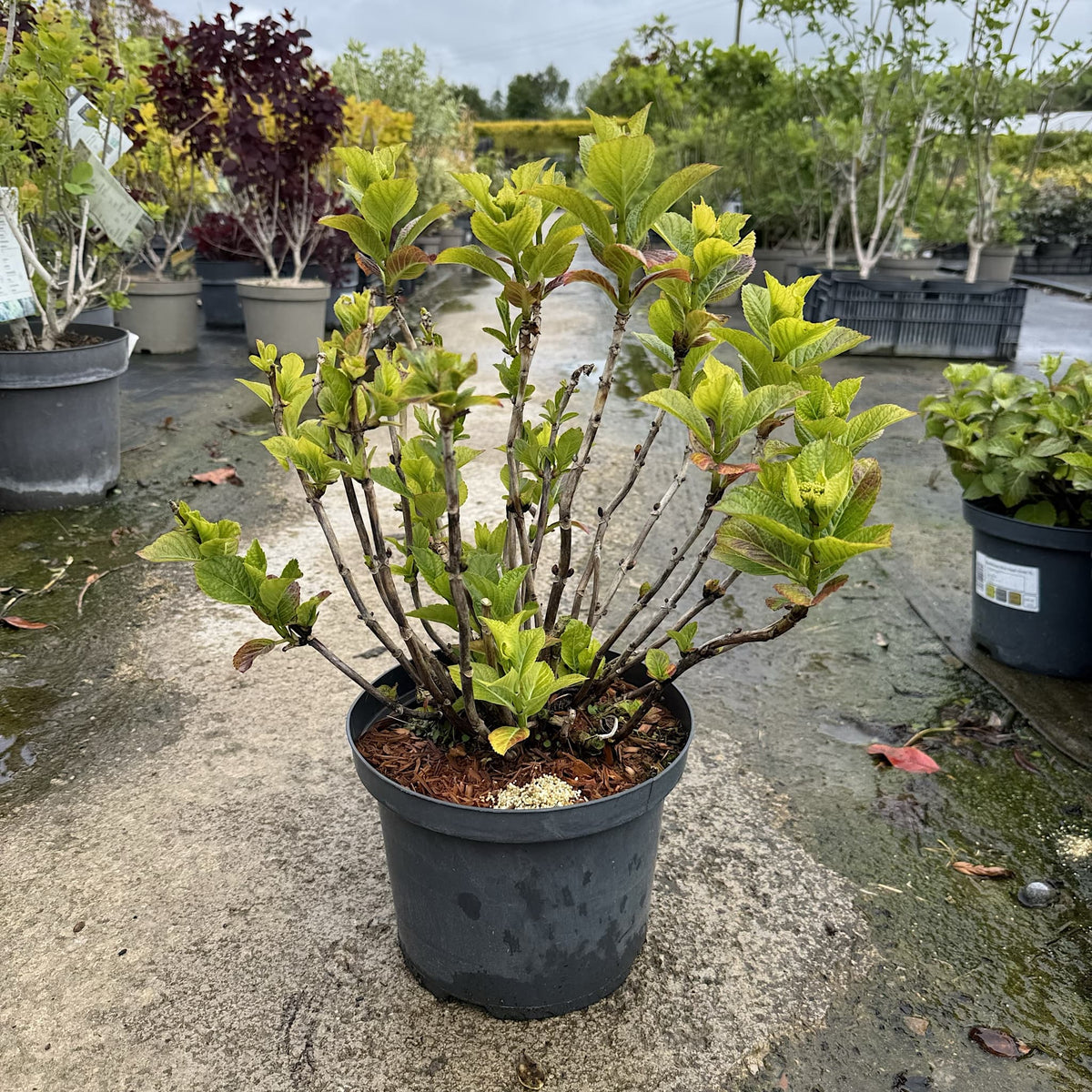 Hydrangea 'Lacecap Red'
