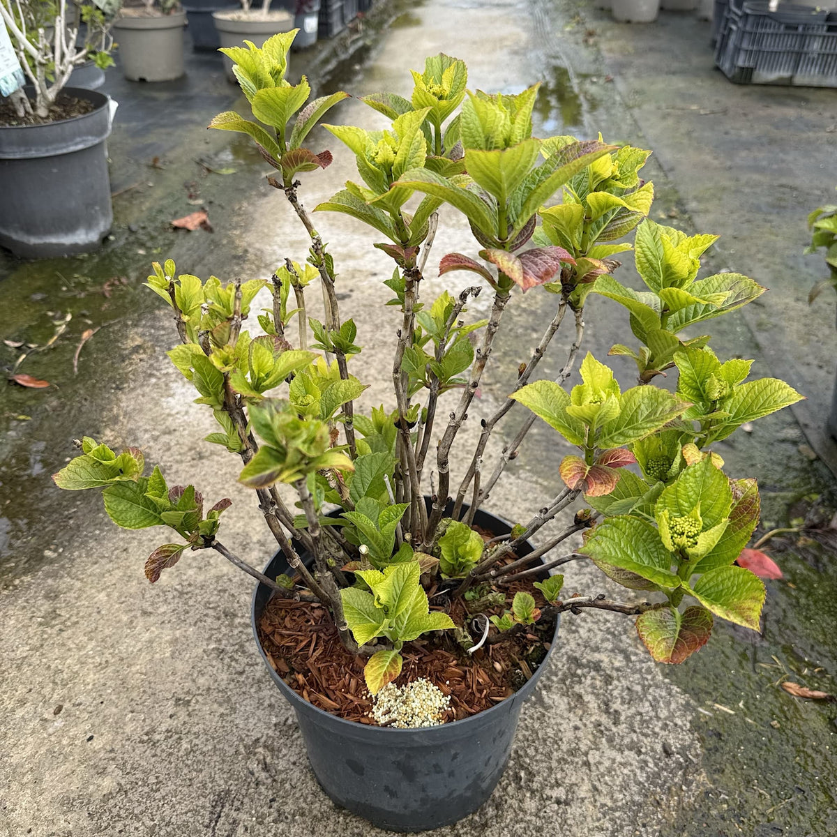 Hydrangea 'Lacecap Red'