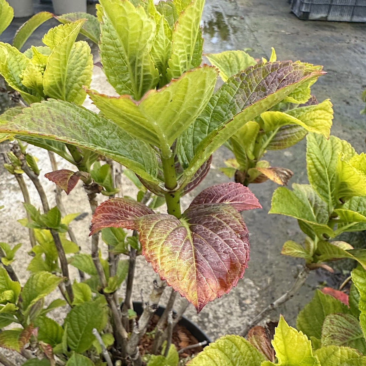 Hydrangea 'Lacecap Red'