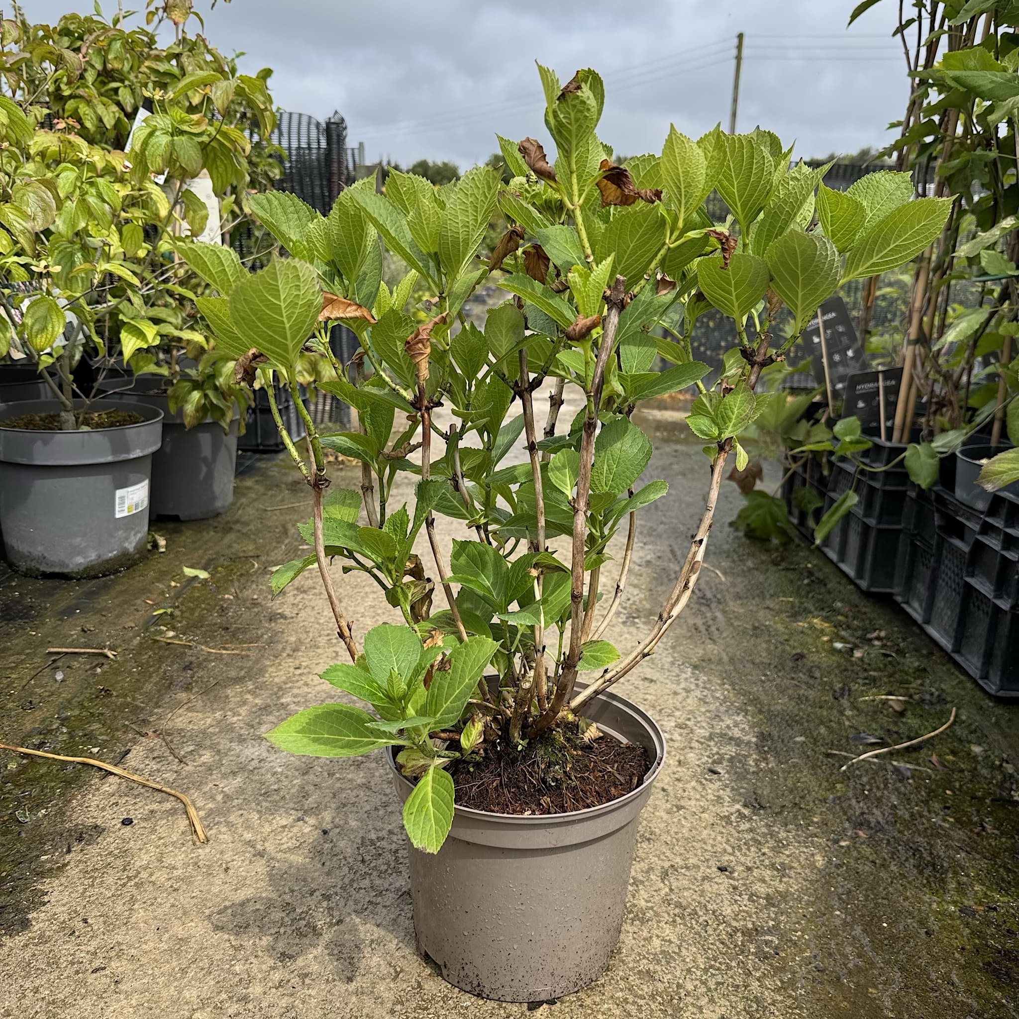 Hydrangea macr. 'Teller Nanping Bleu'
