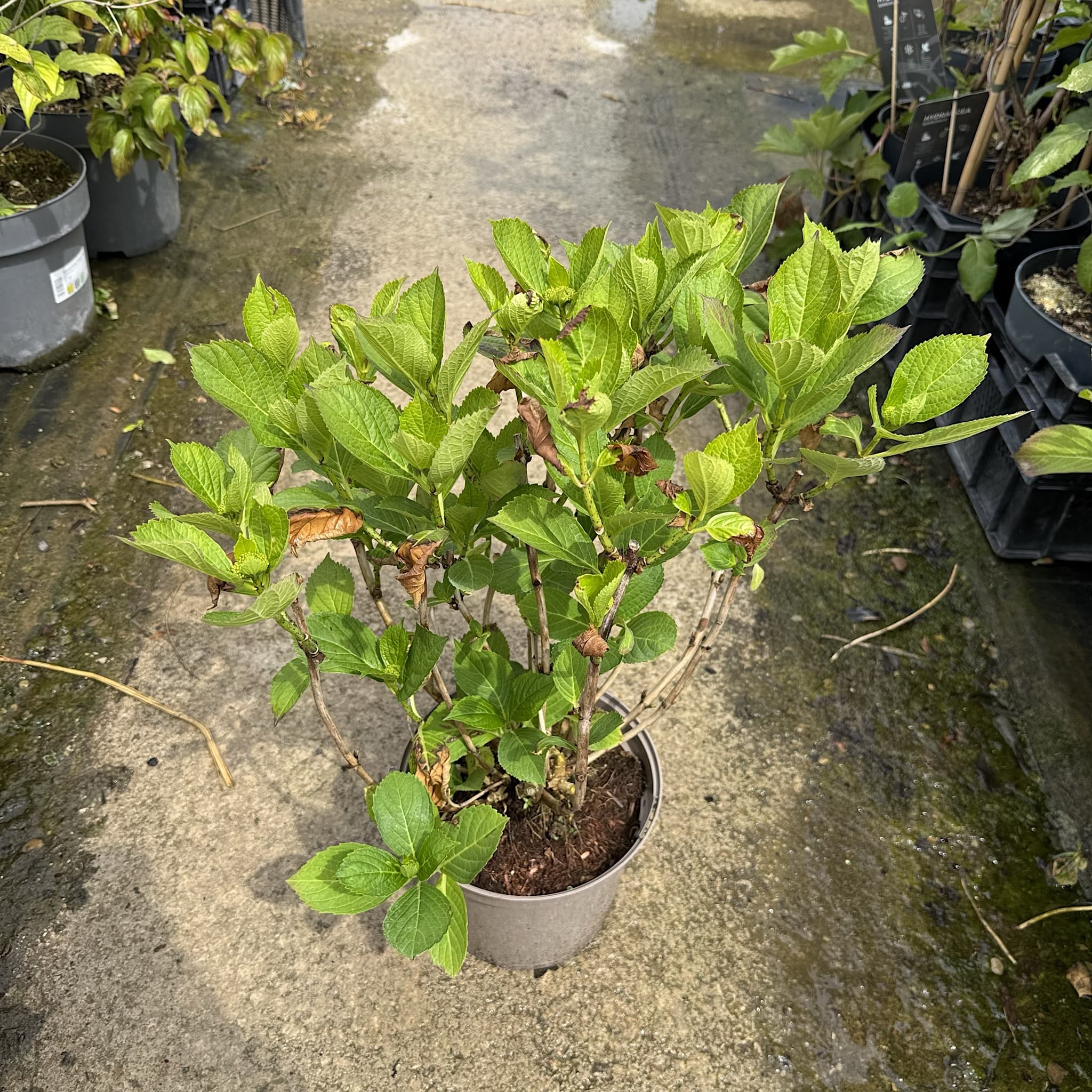 Hydrangea macr. 'Teller Nanping Bleu'