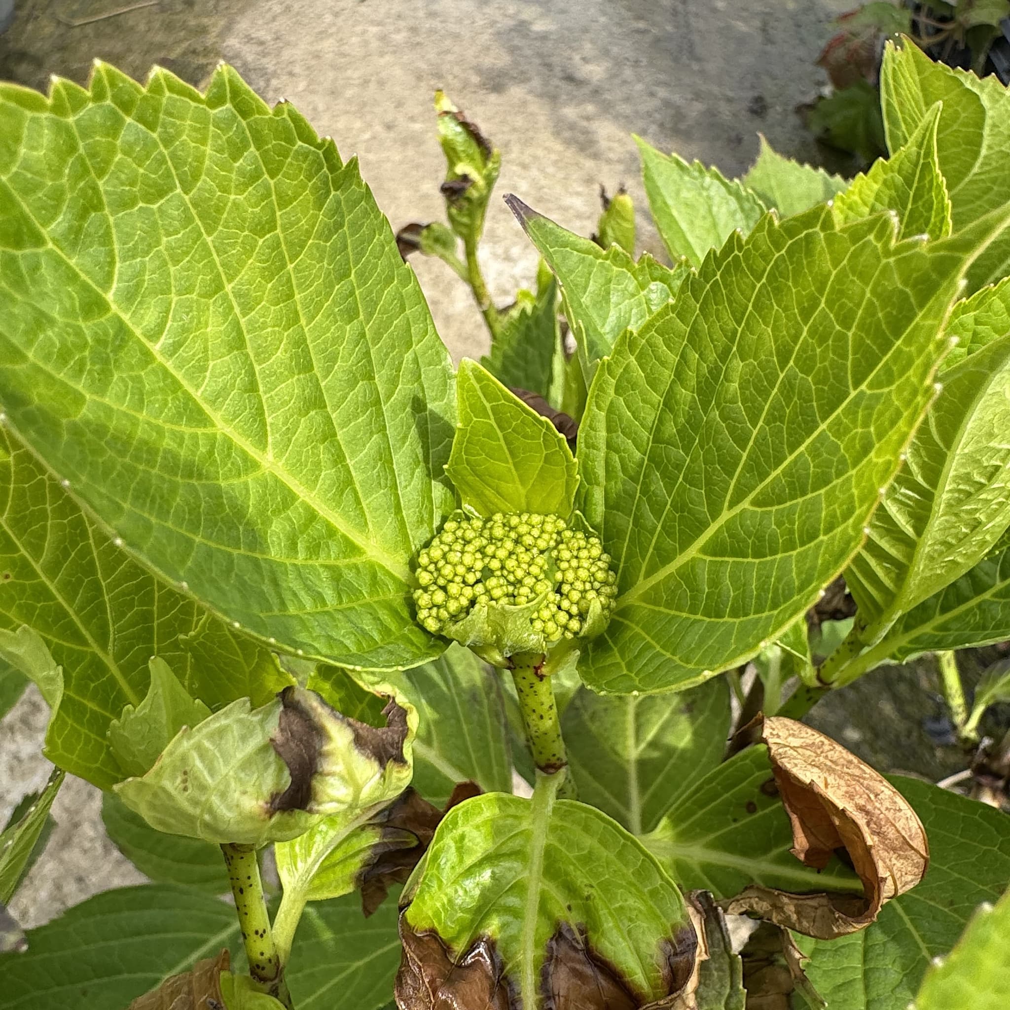 Hydrangea macr. 'Teller Nanping Bleu'
