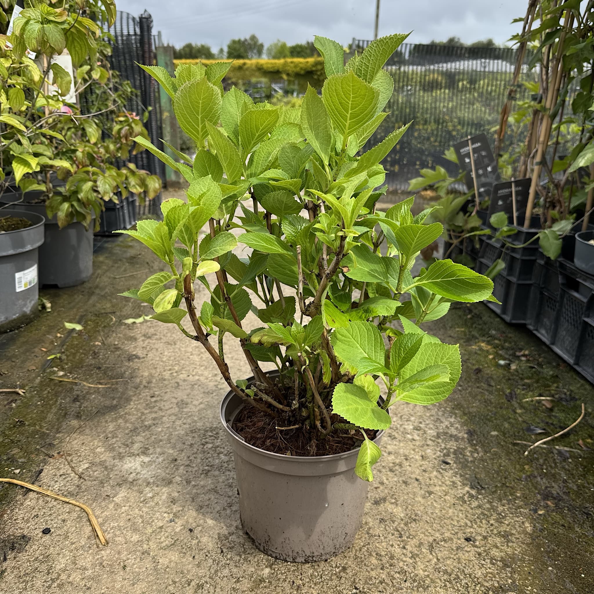 Hydrangea macr. 'Teller Nanping Rose'