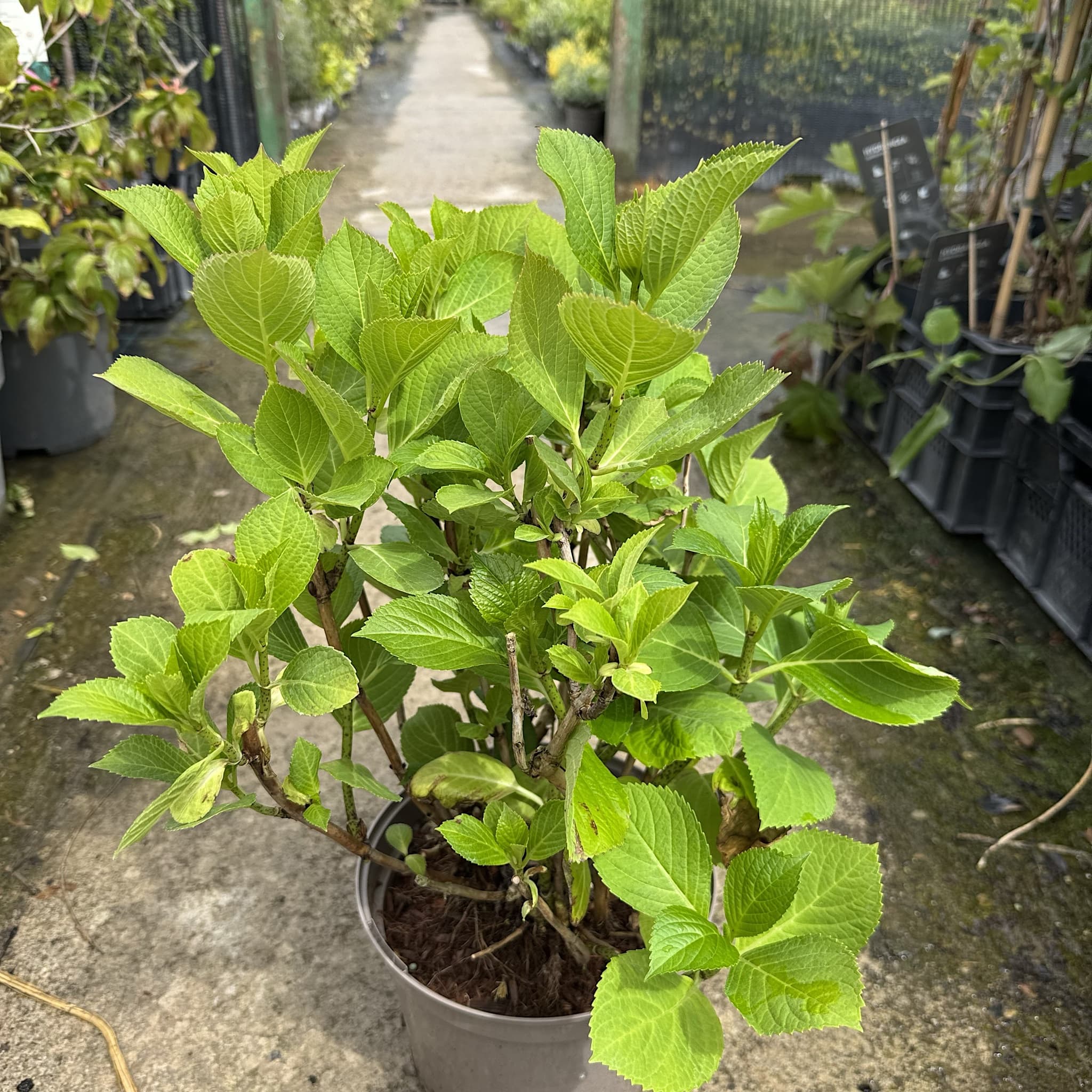 Hydrangea macr. 'Teller Nanping Rose'