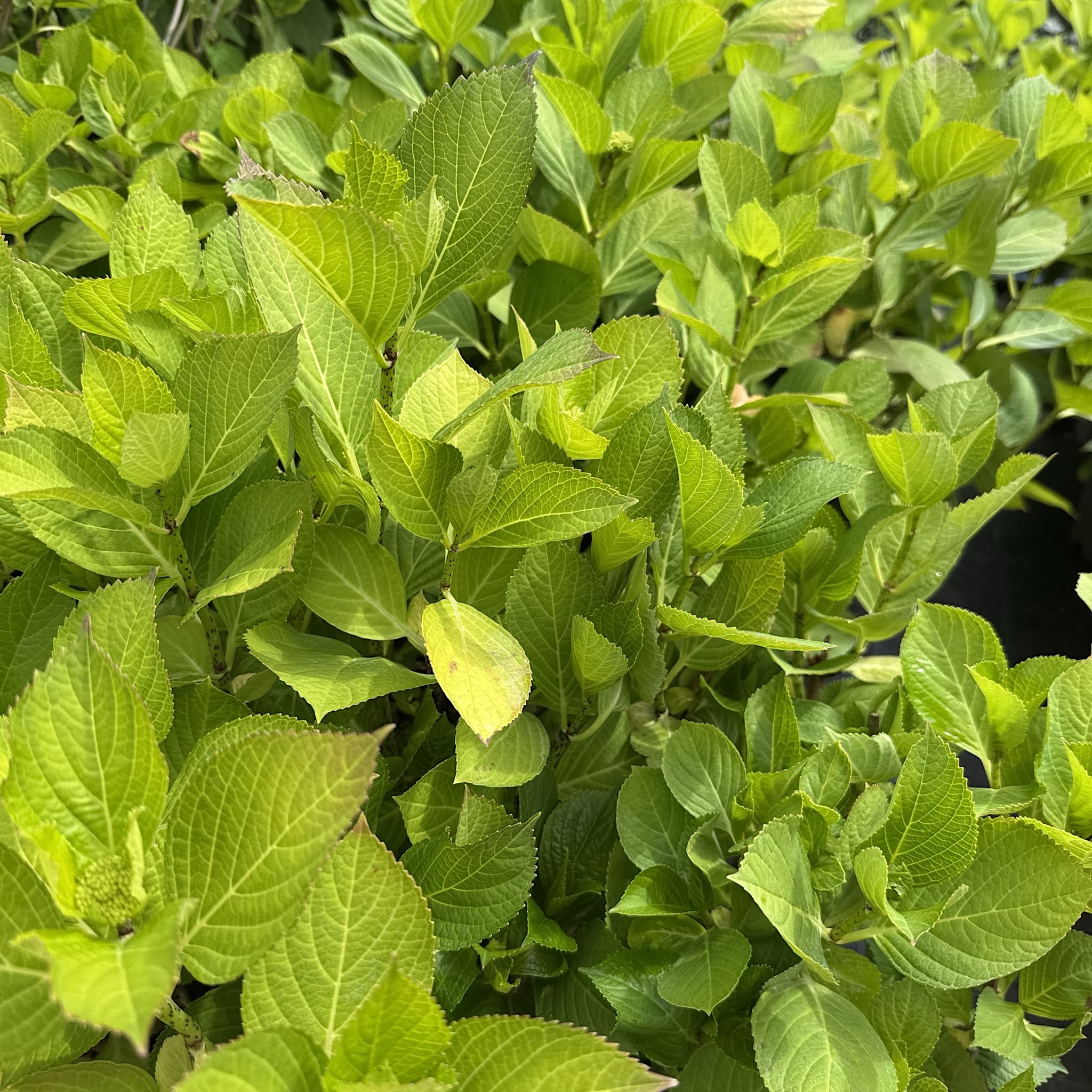 Hydrangea macr. 'Teller Nanping Rose'