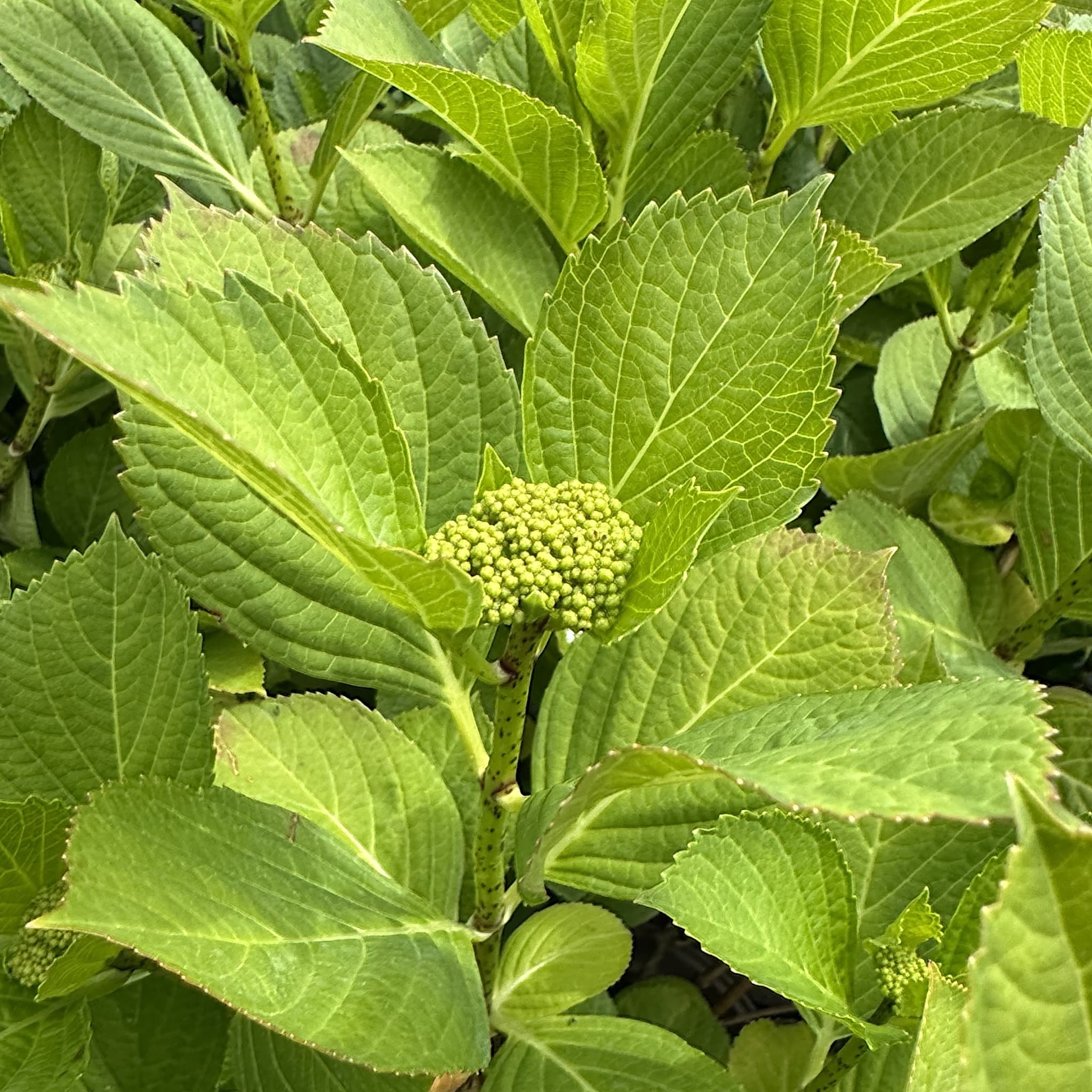 Hydrangea macr. 'Teller Nanping Rose'
