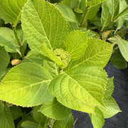 Hydrangea macr. 'Teller Nanping Rose'