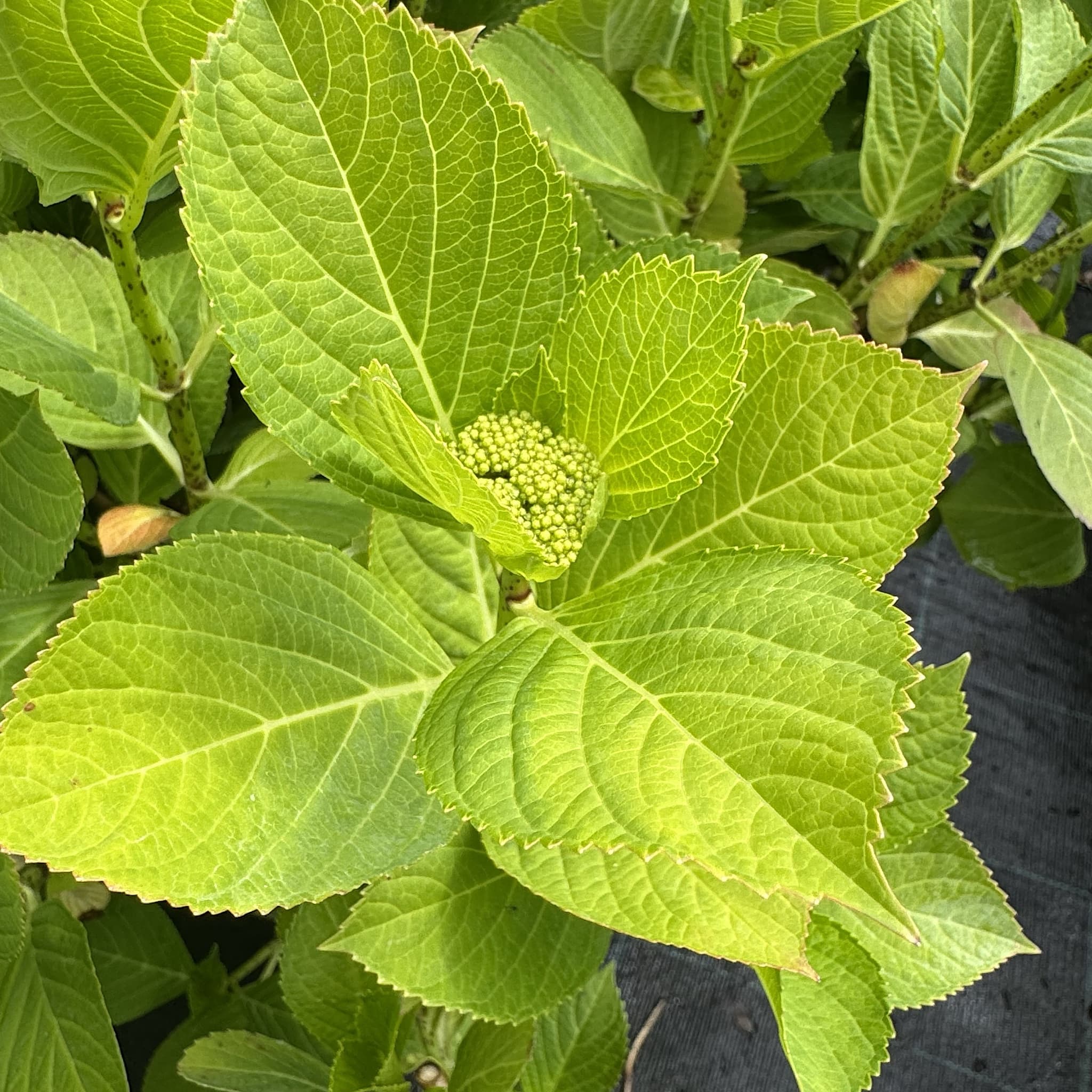 Hydrangea macr. 'Teller Nanping Rose'