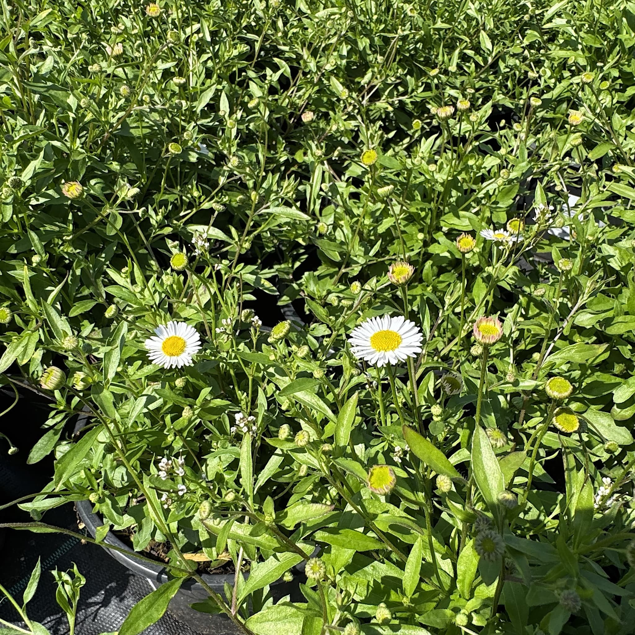 Erigeron karvinskianus