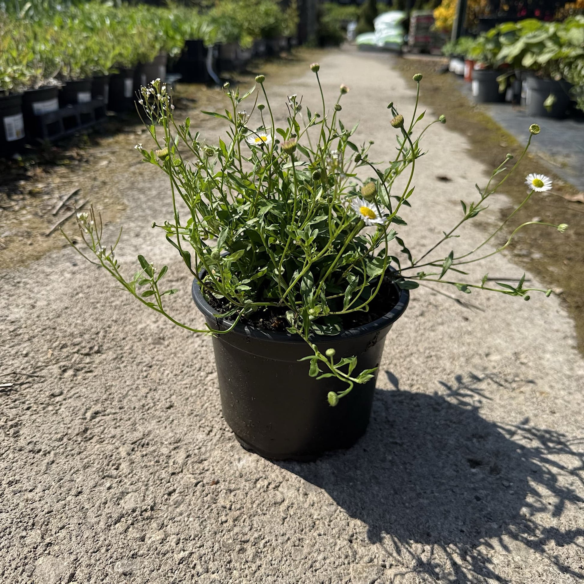 Erigeron karvinskianus