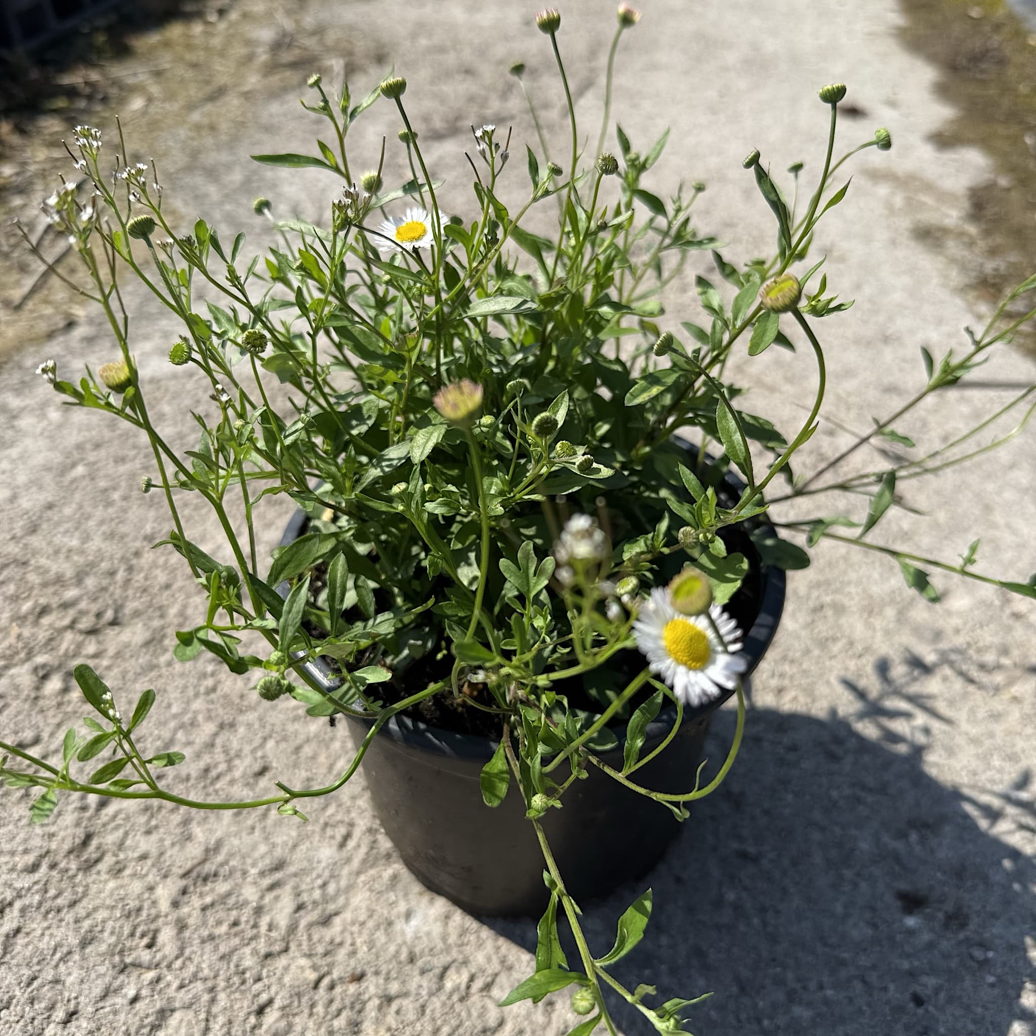 Erigeron karvinskianus