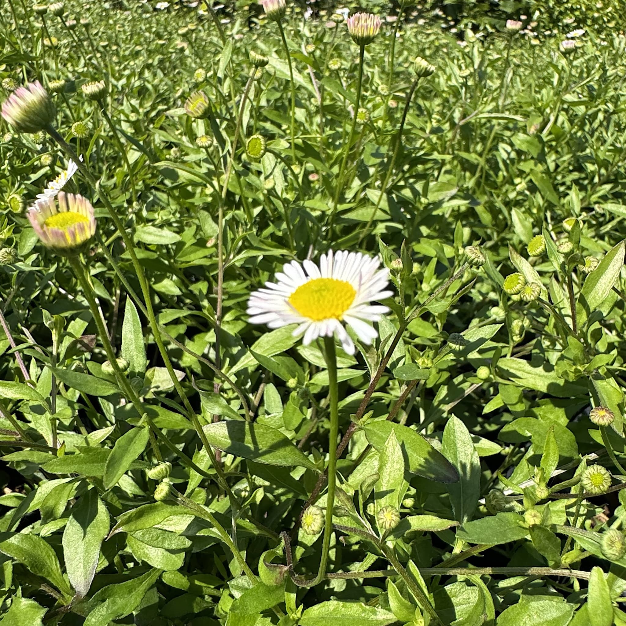 Erigeron karvinskianus