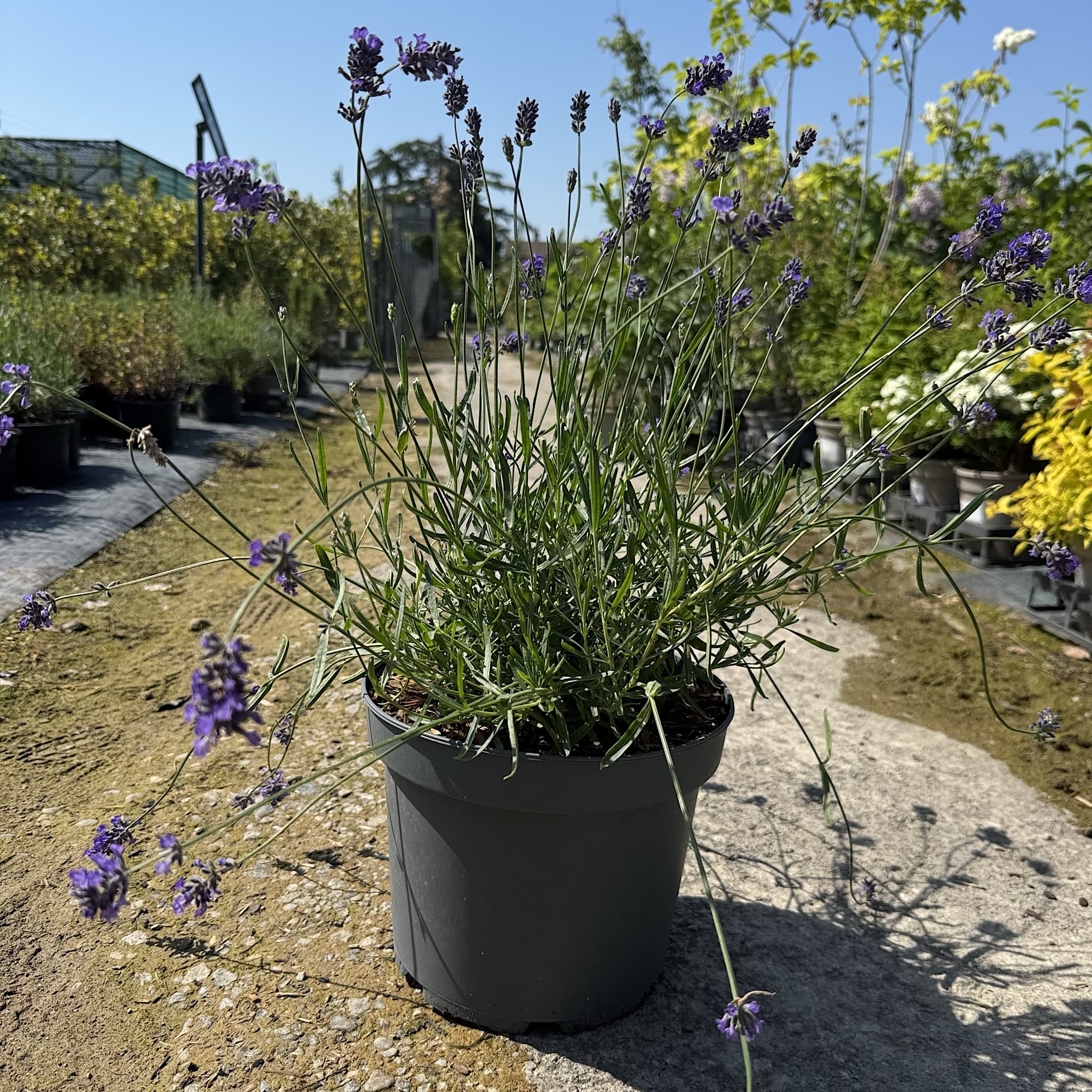 Lavandula ang. 'Essence Purple'