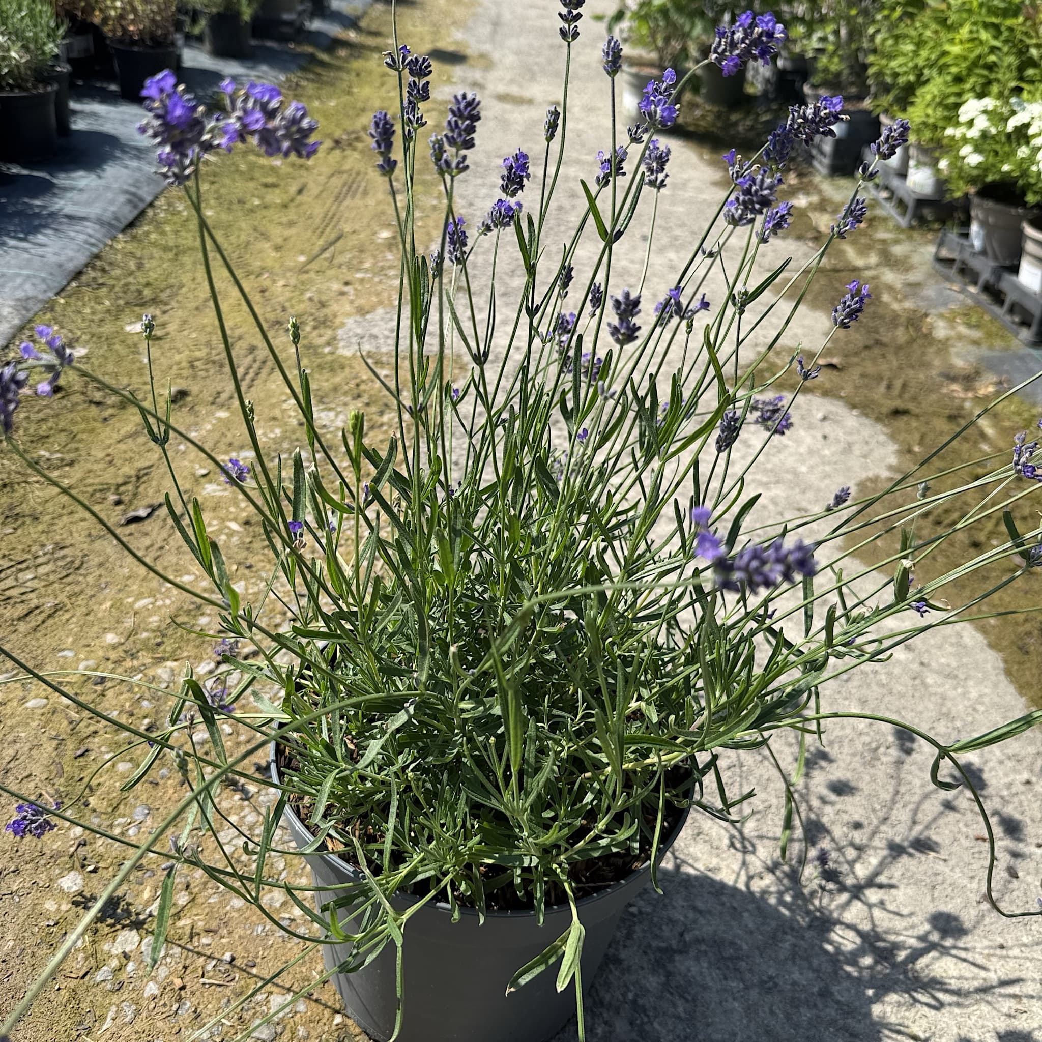 Lavandula ang. 'Essence Purple'