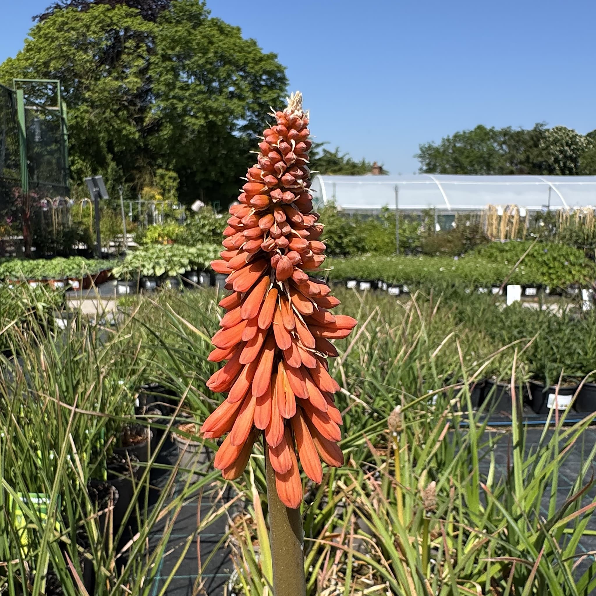 Kniphofia 'Royal Castle'