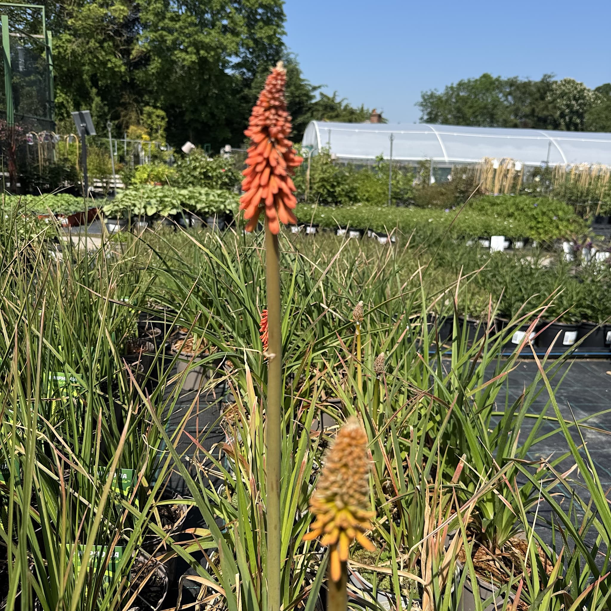 Kniphofia 'Royal Castle'
