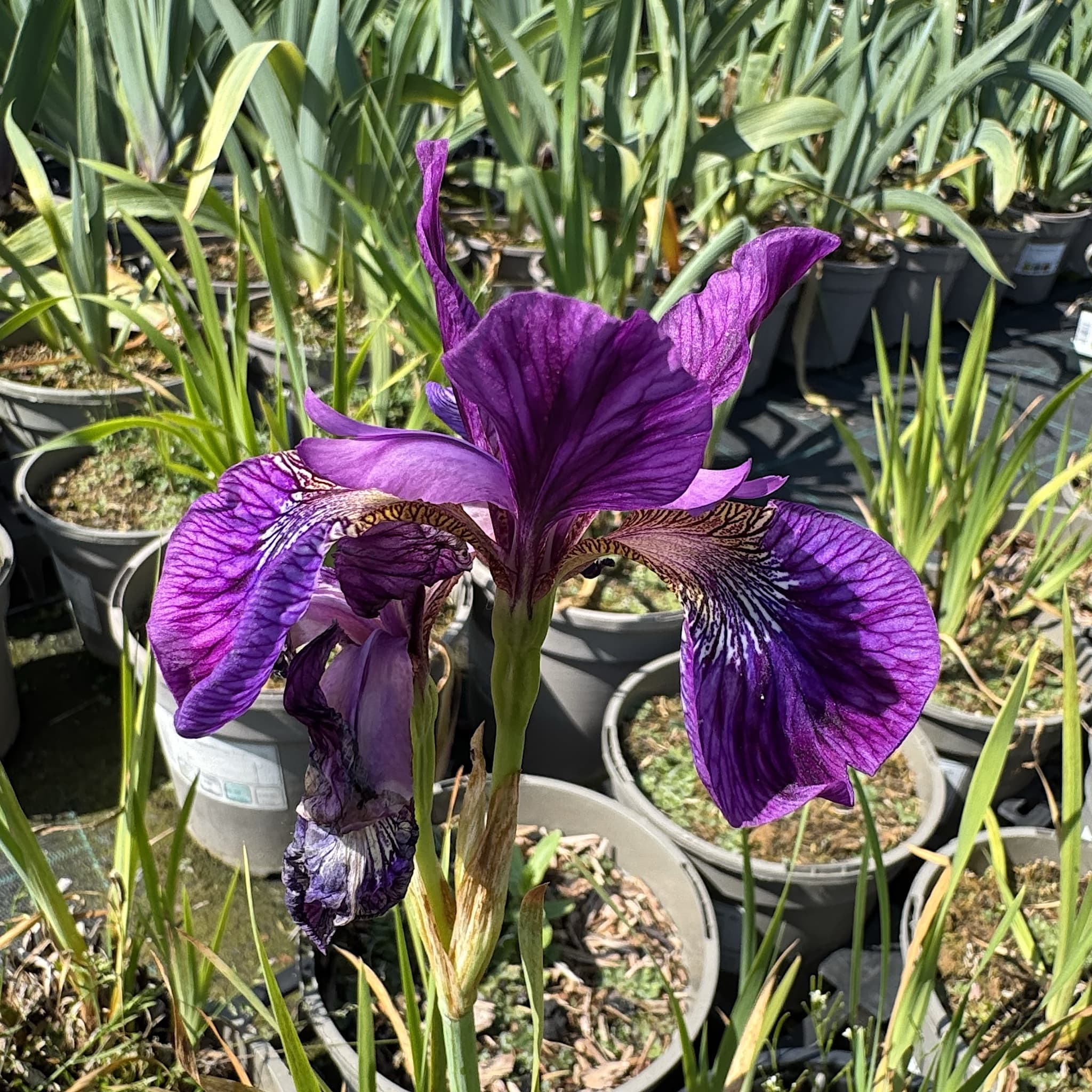 Iris sib. 'Sparkling Rose'