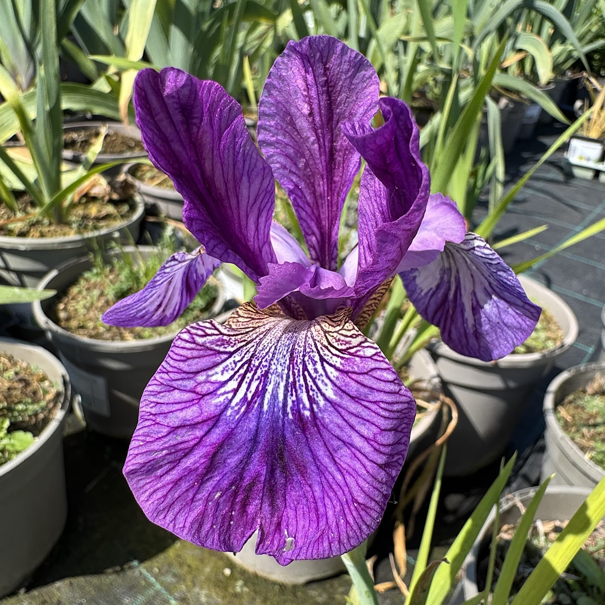Iris sib. 'Sparkling Rose'