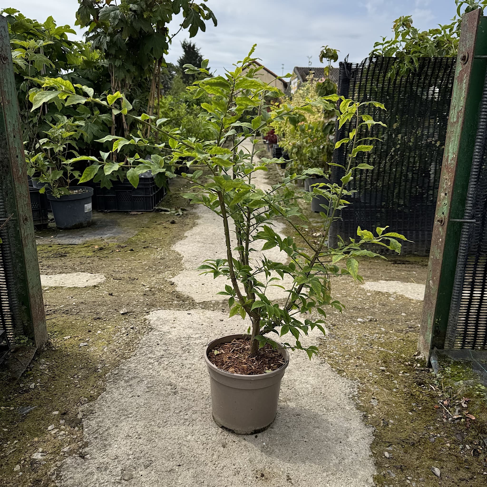 Euonymus alatus